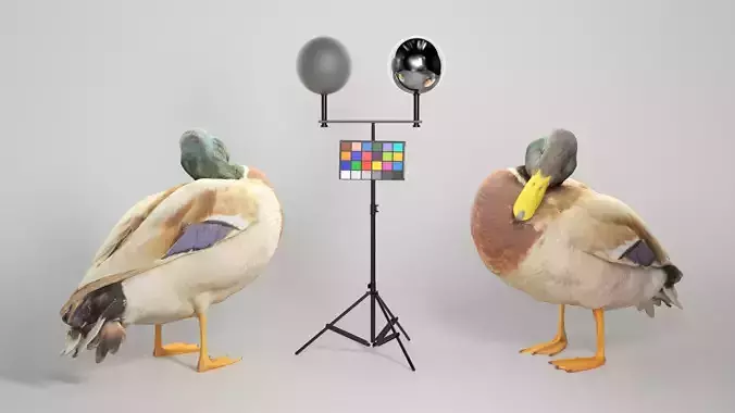 Duck 16 Low-poly 3D model