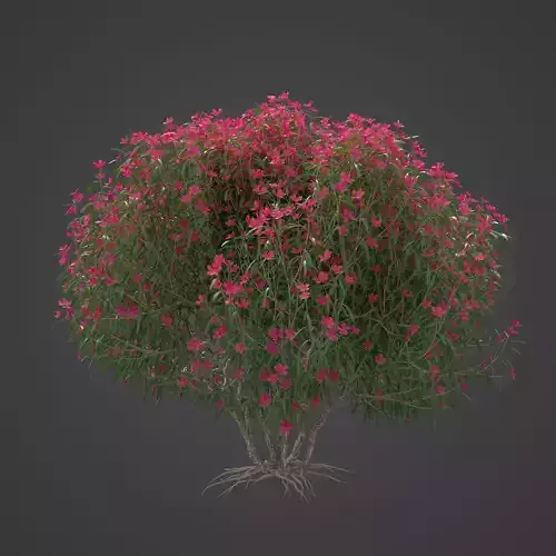 2021 PBR Oleander Collection - Nerium Oleander  Free 3D model