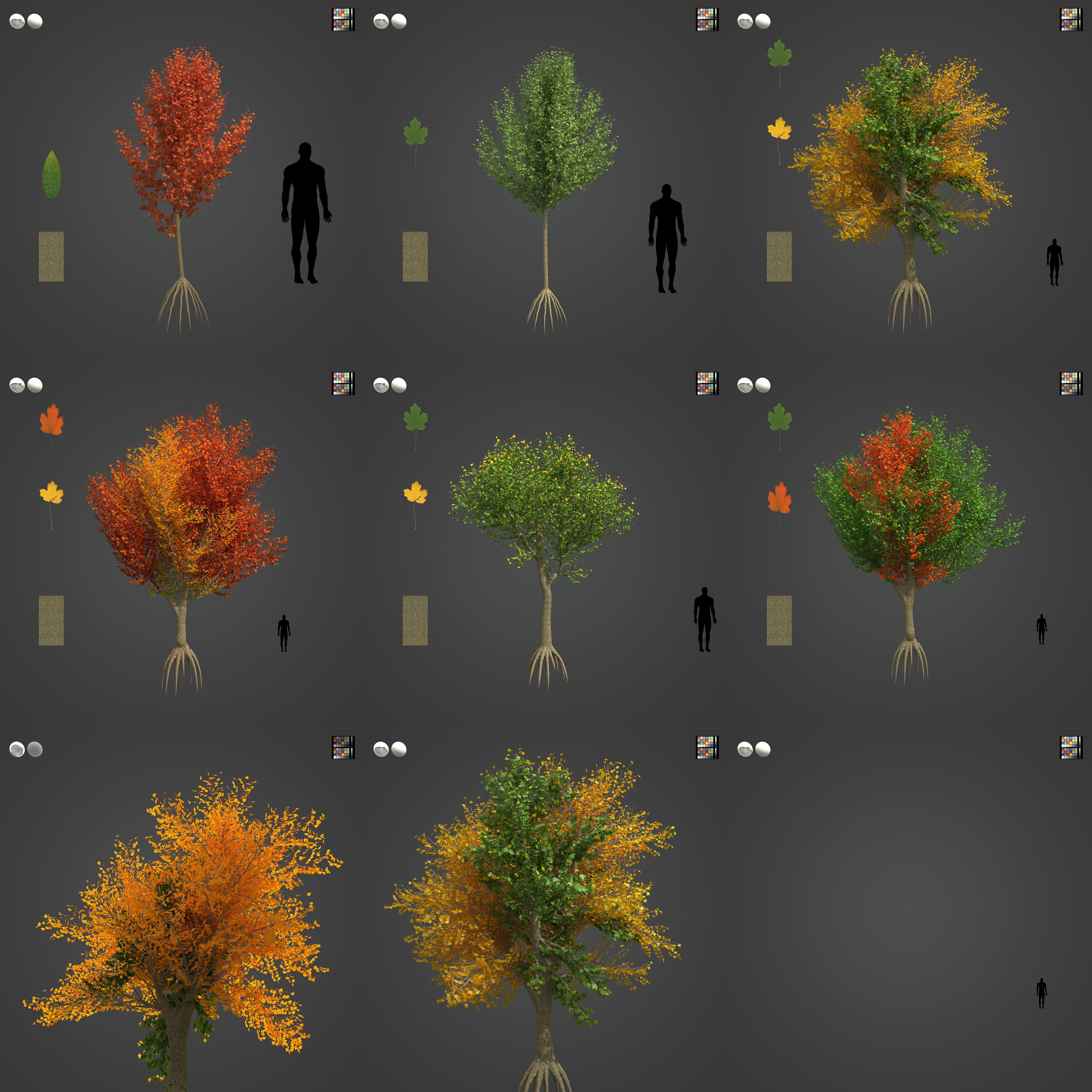 2021 PBR Field Maple Collection - Acer Campestre Free 3D model_4