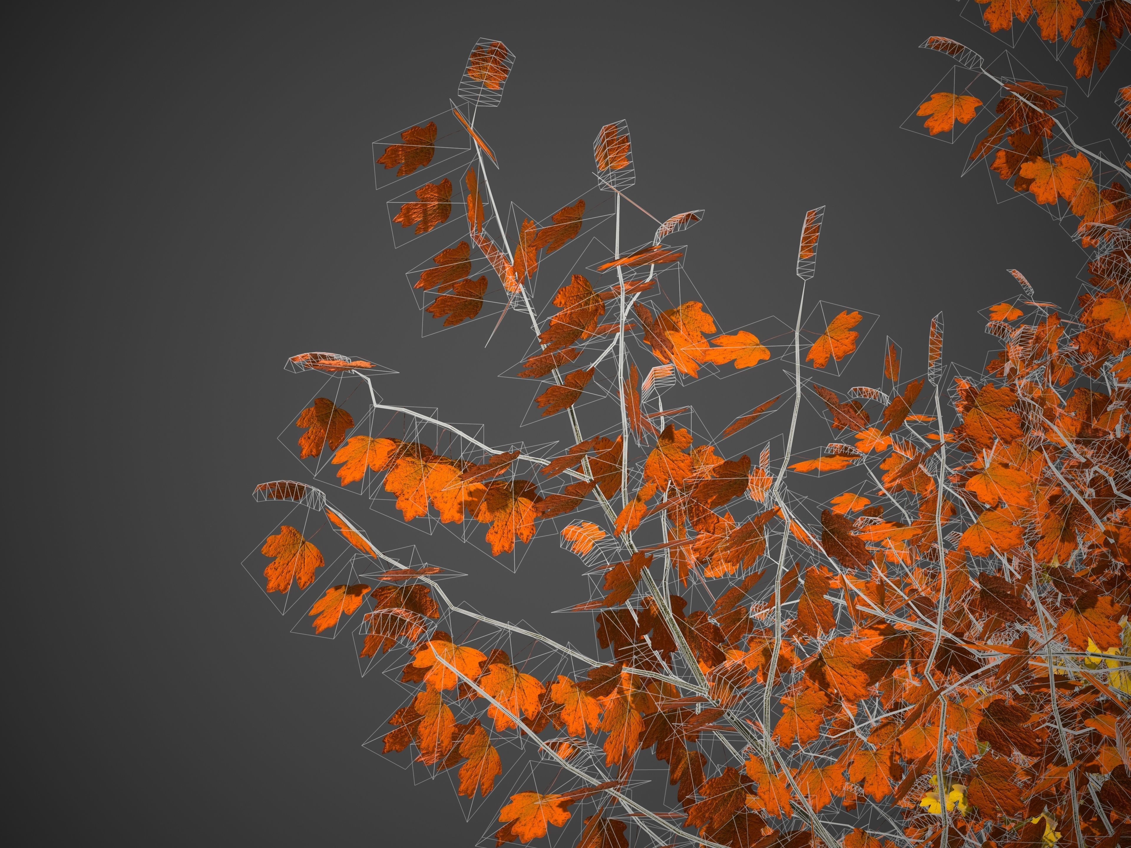 2021 PBR Field Maple Collection - Acer Campestre Free 3D model_9