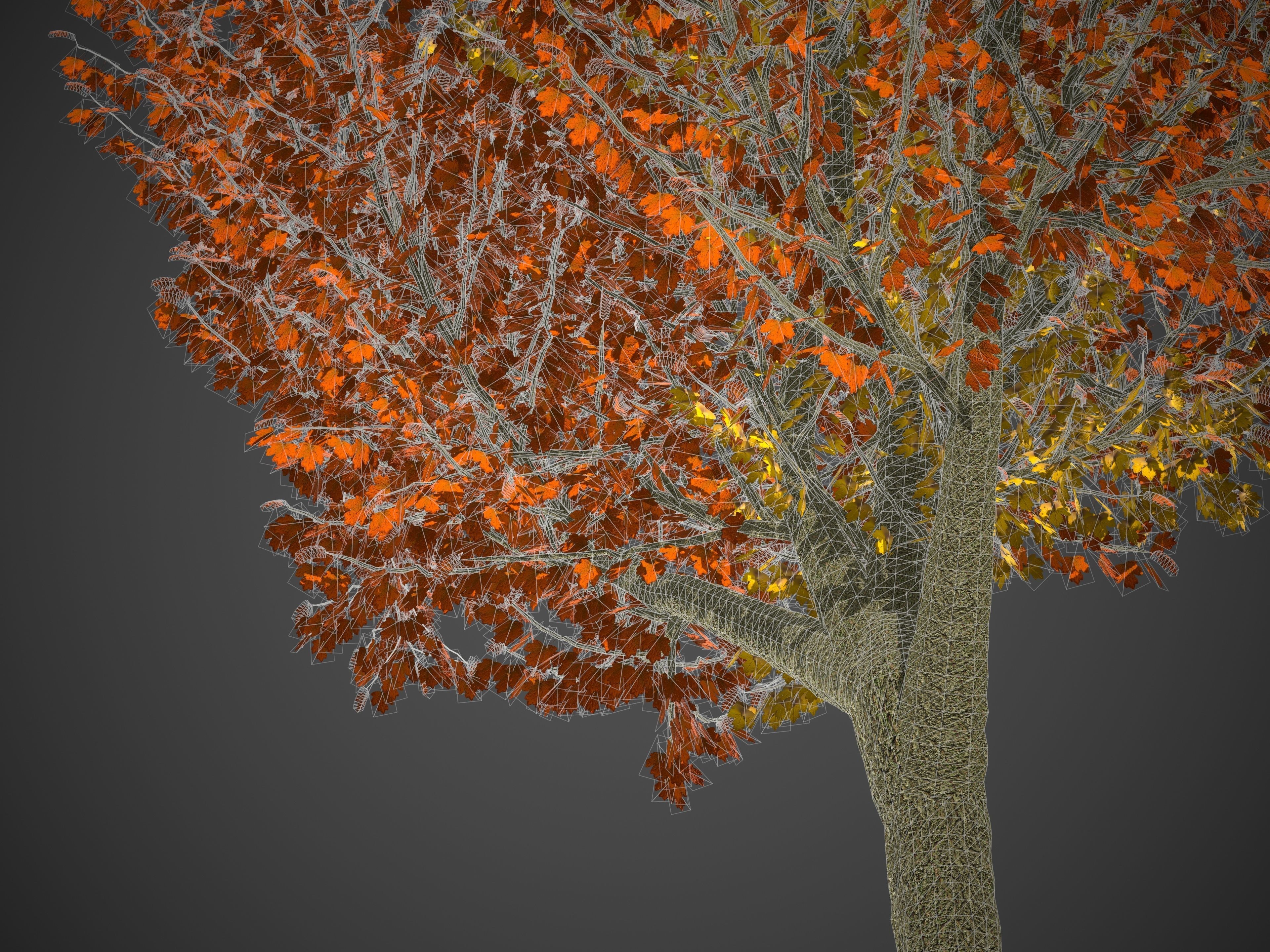 2021 PBR Field Maple Collection - Acer Campestre Free 3D model_8