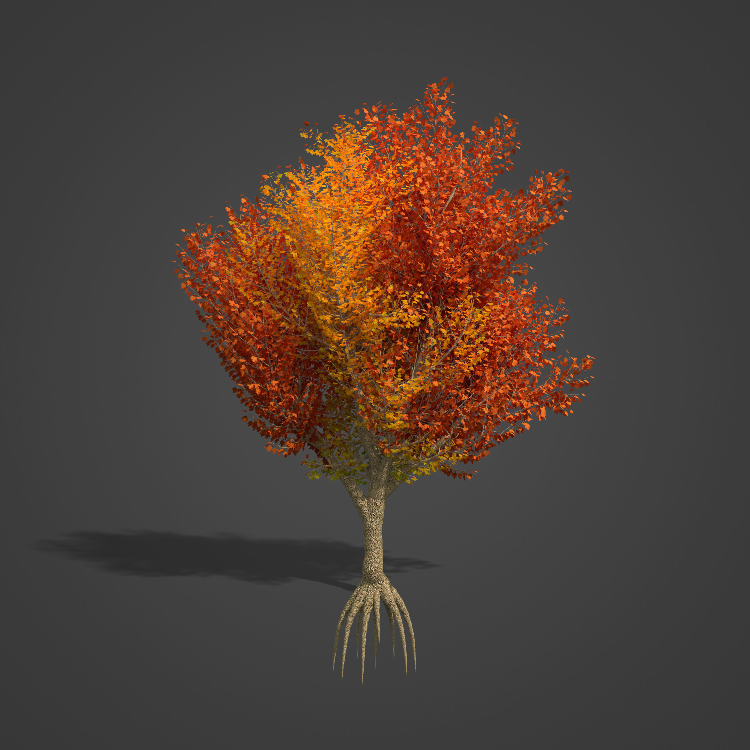 2021 PBR Field Maple Collection - Acer Campestre Free 3D model_2