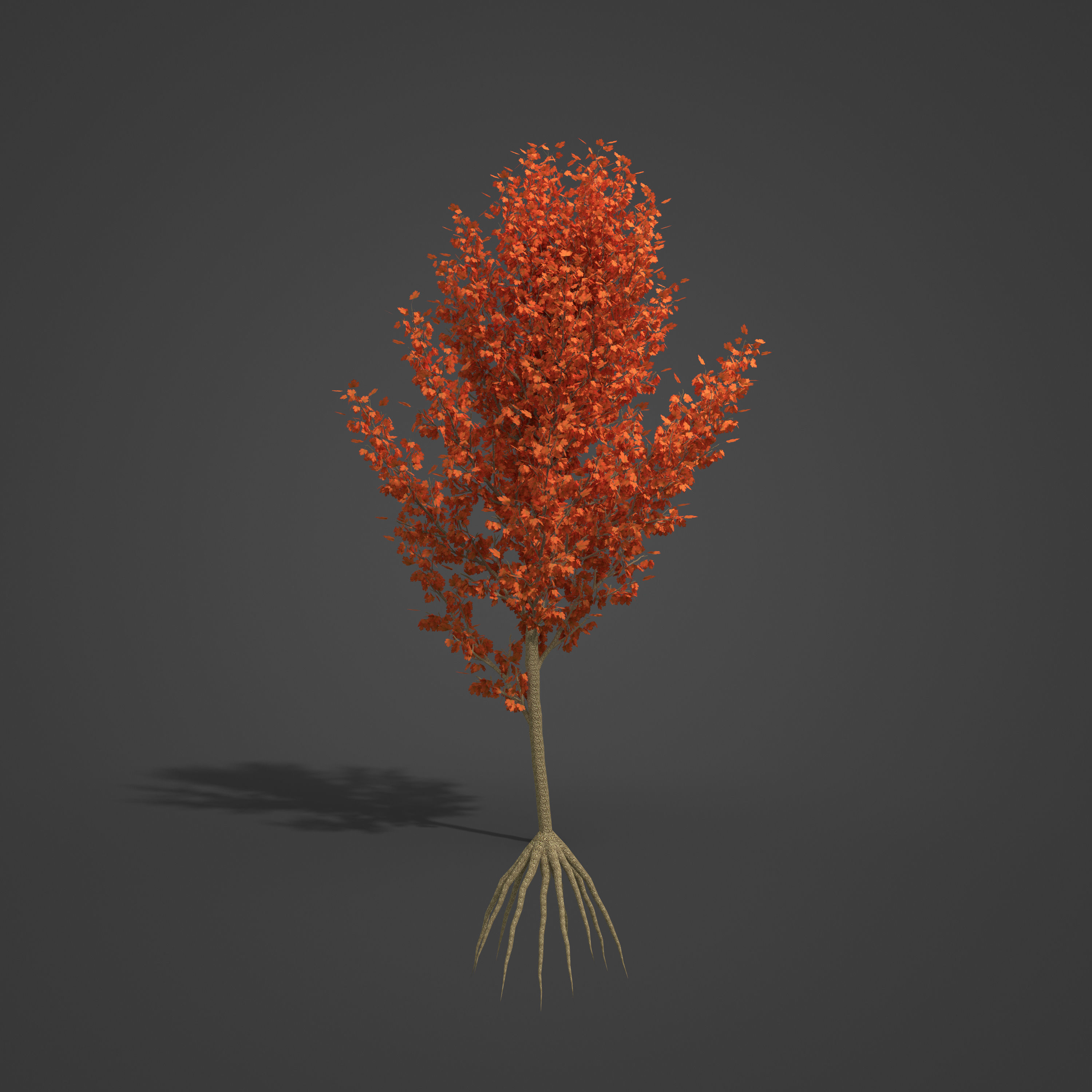 2021 PBR Field Maple Collection - Acer Campestre Free 3D model_6
