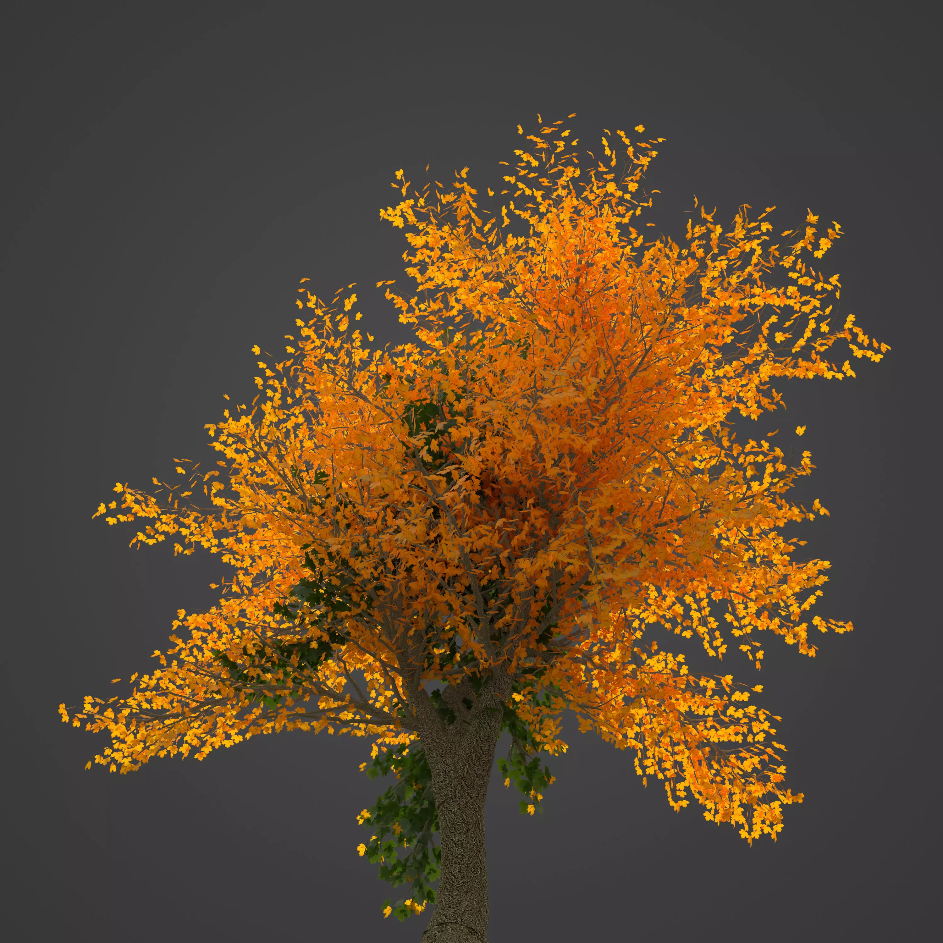 2021 PBR Field Maple Collection - Acer Campestre Free 3D model_0