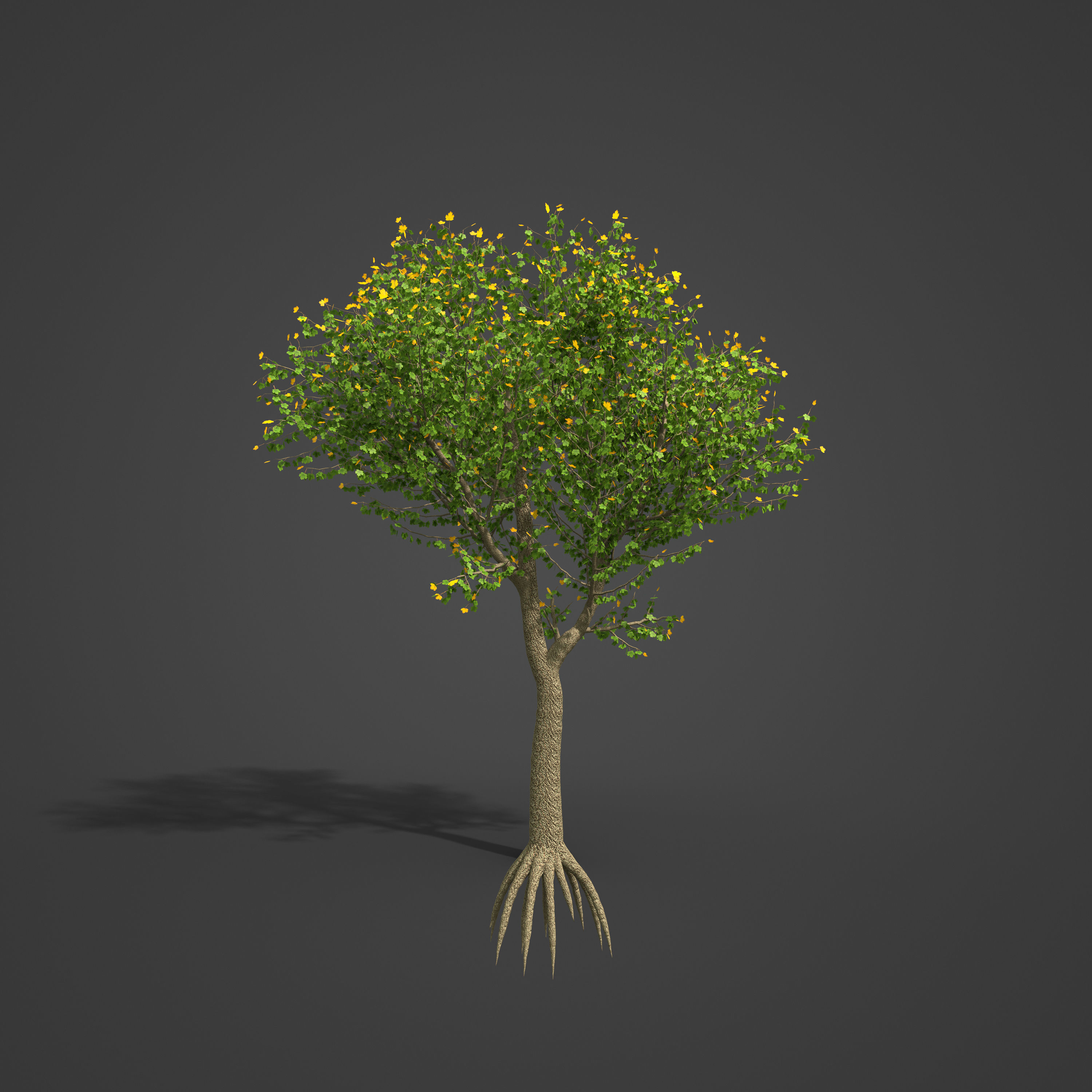 2021 PBR Field Maple Collection - Acer Campestre Free 3D model_5