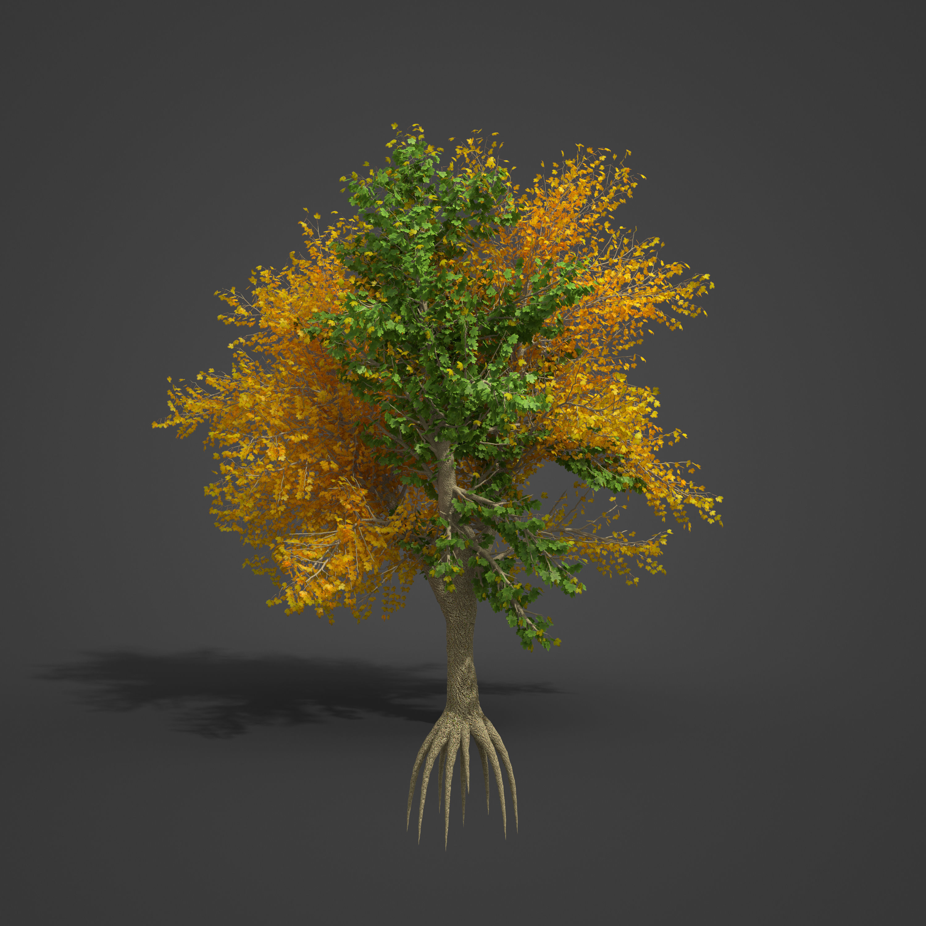 2021 PBR Field Maple Collection - Acer Campestre Free 3D model_7