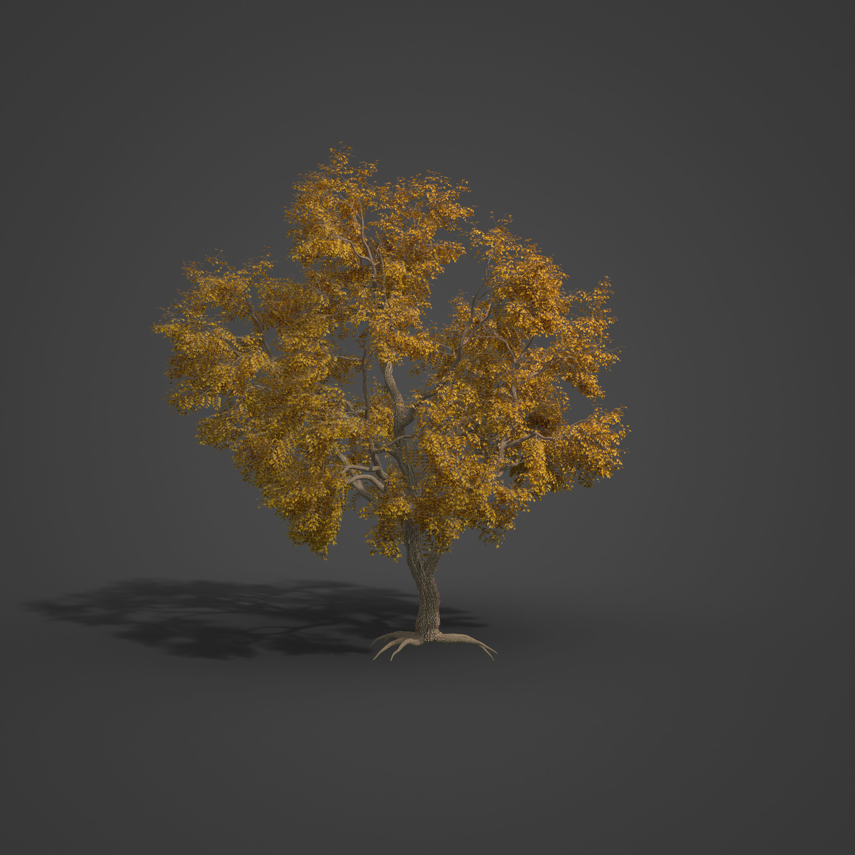 2021 PBR Common Ash Collection - Fraxinus Excelsior  3D model_5