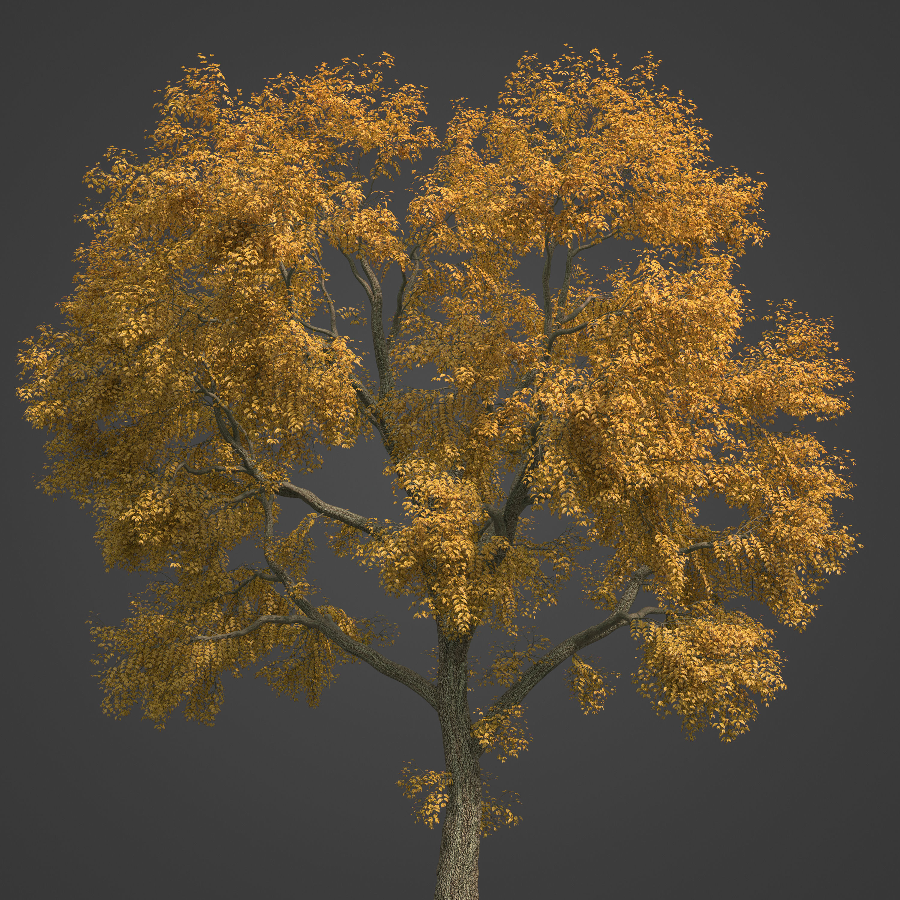 2021 PBR Common Ash Collection - Fraxinus Excelsior  3D model_8