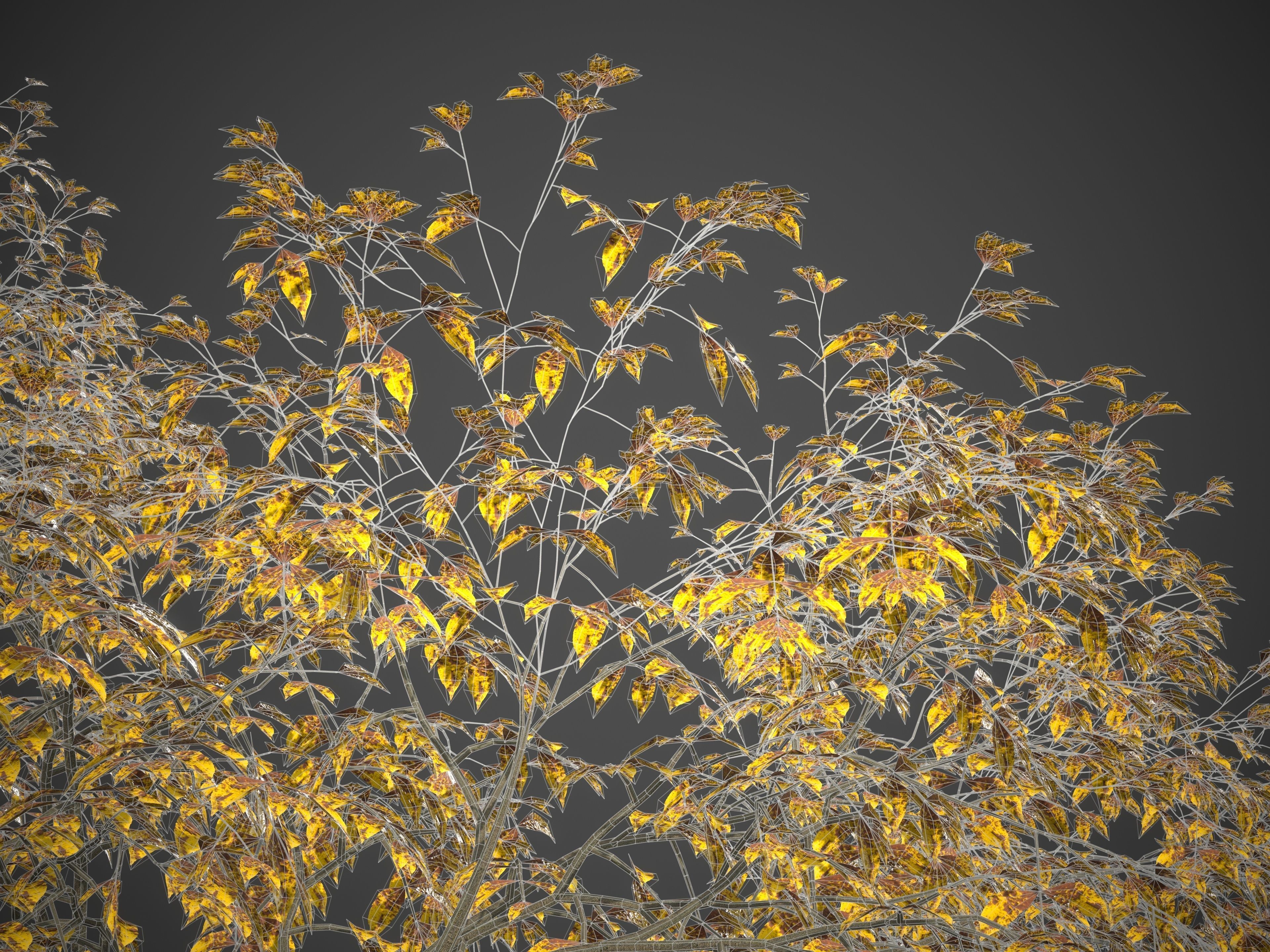 2021 PBR Common Ash Collection - Fraxinus Excelsior  3D model_10