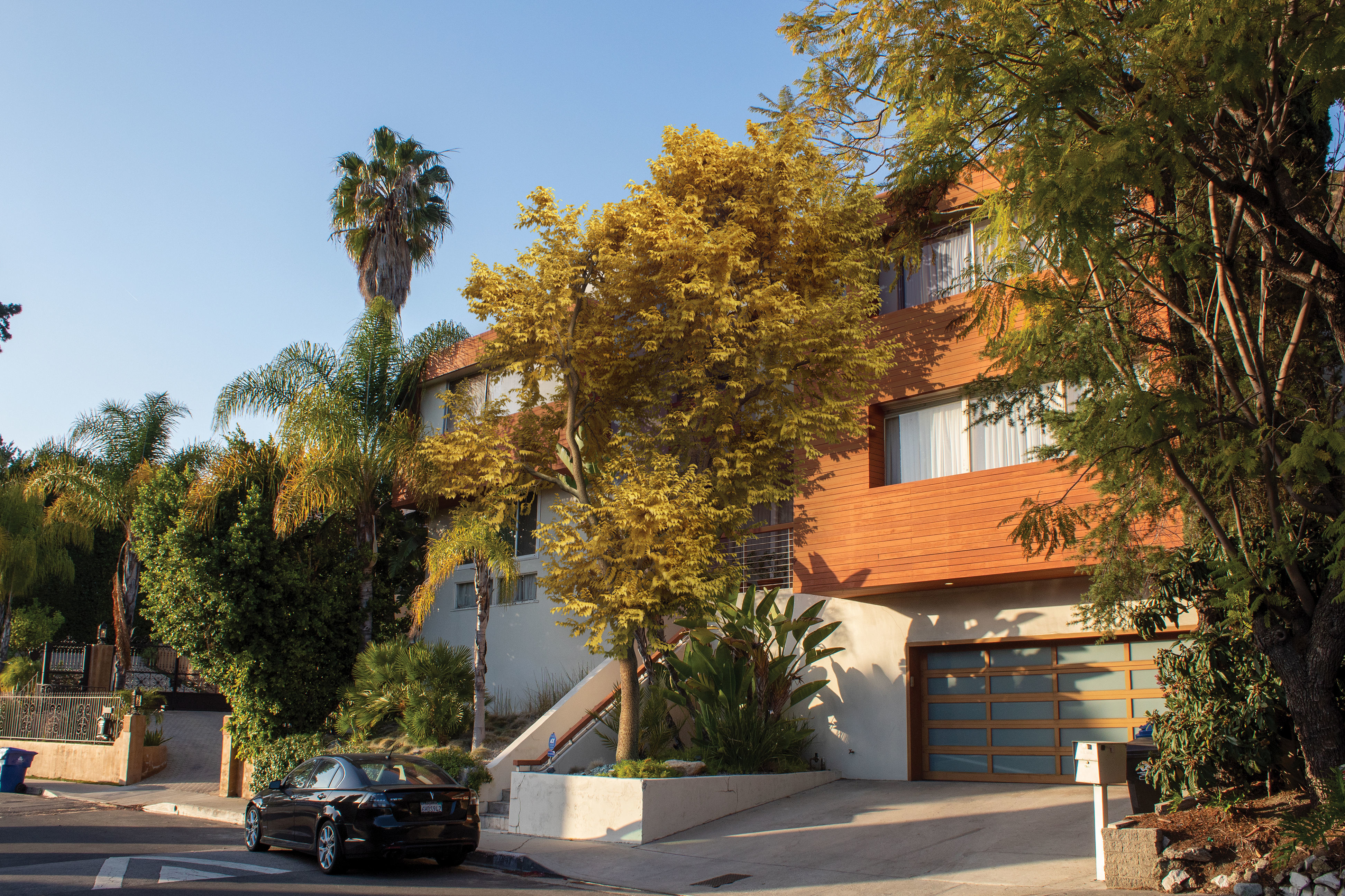 2021 PBR Common Ash Collection - Fraxinus Excelsior  3D model_2