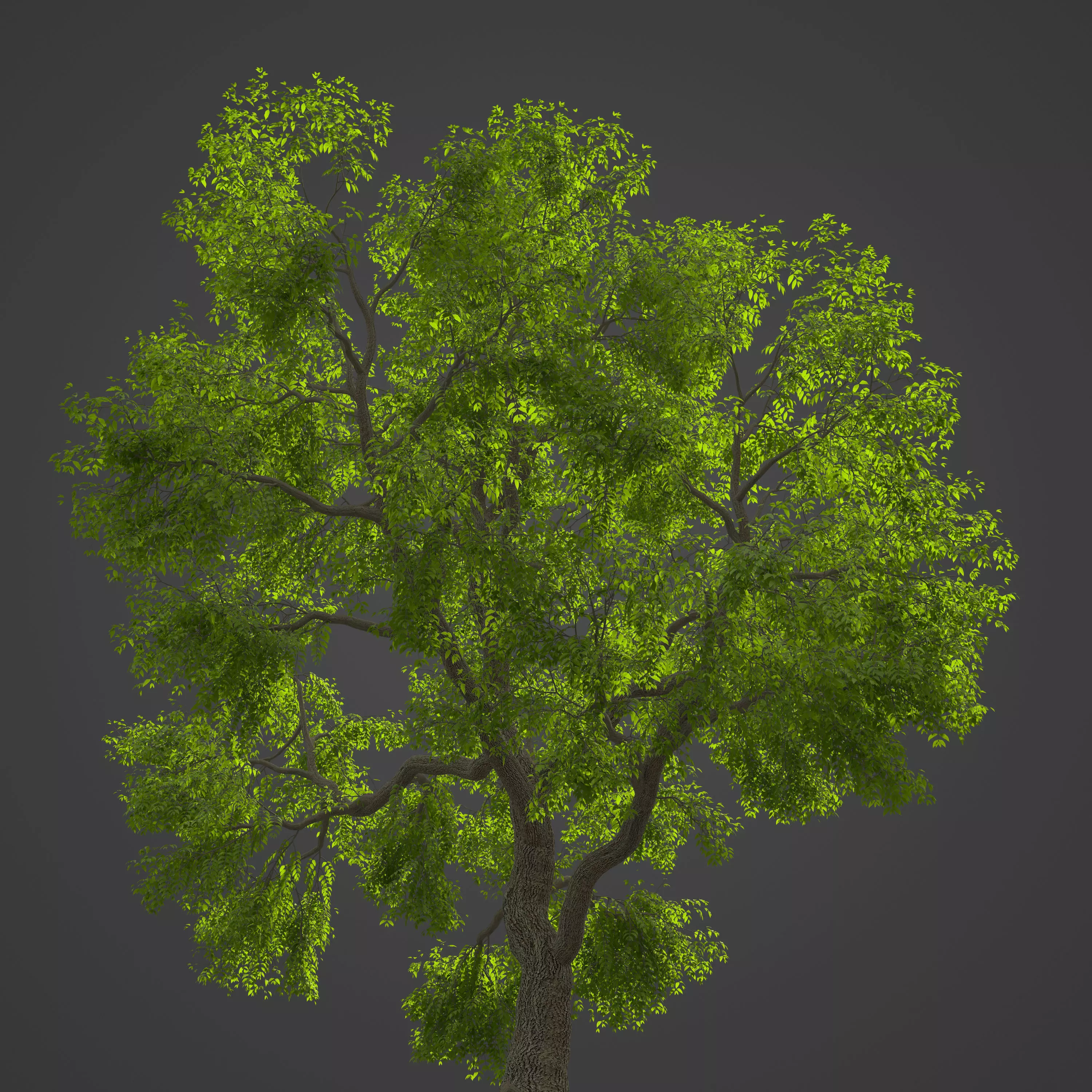 2021 PBR Common Ash Collection - Fraxinus Excelsior  3D model_0