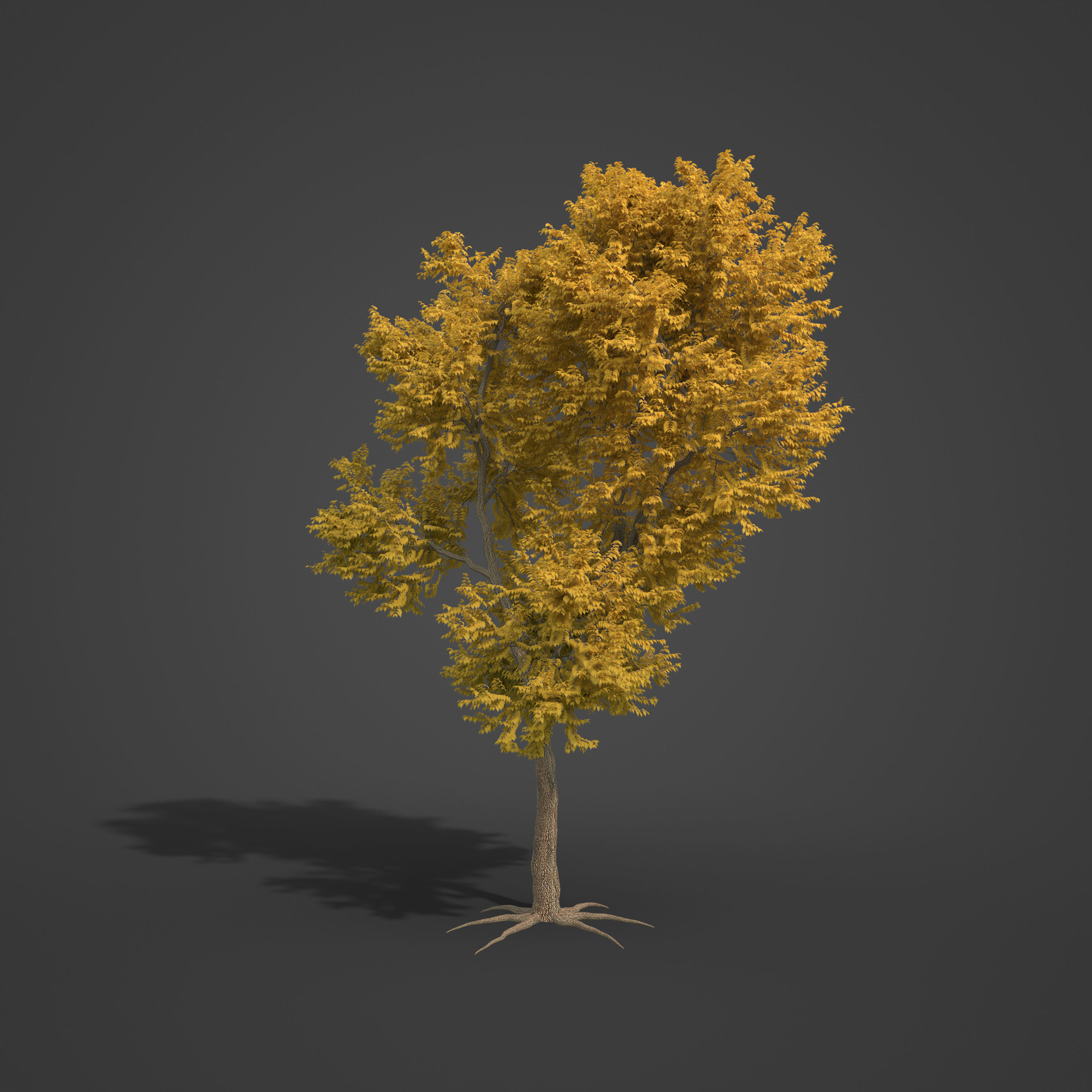 2021 PBR Common Ash Collection - Fraxinus Excelsior  3D model_4