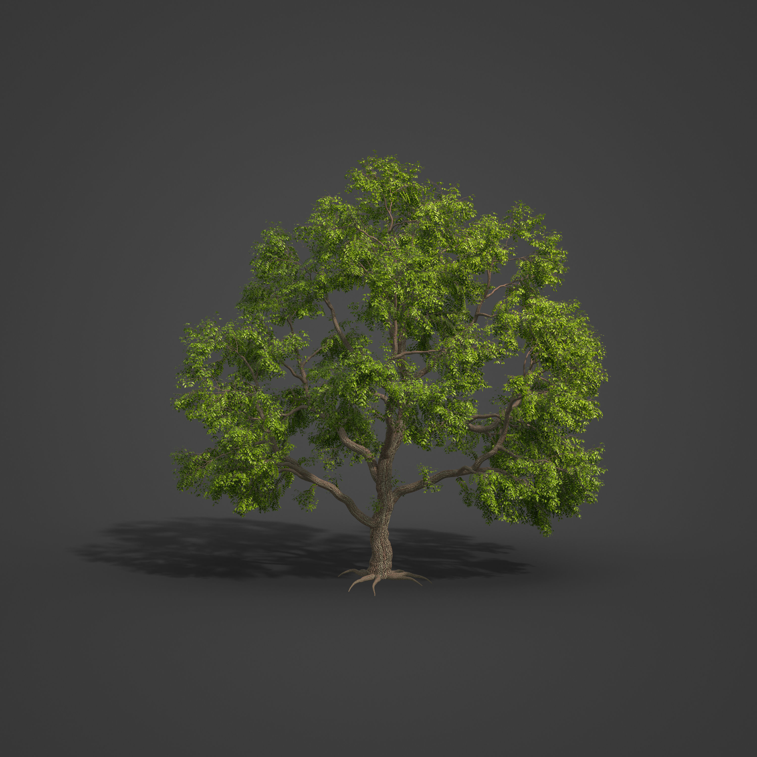 2021 PBR Common Ash Collection - Fraxinus Excelsior  3D model_6