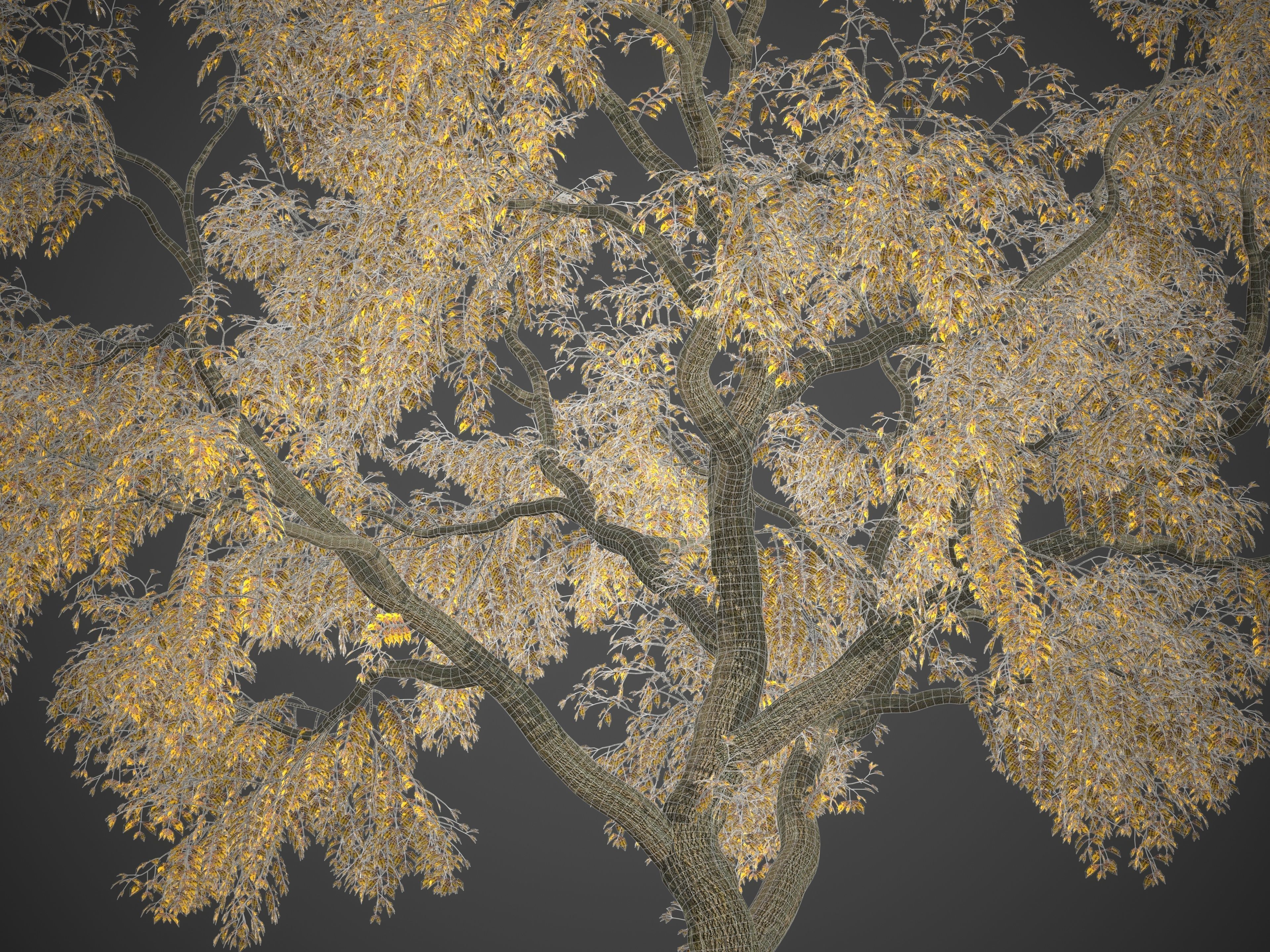 2021 PBR Common Ash Collection - Fraxinus Excelsior  3D model_9