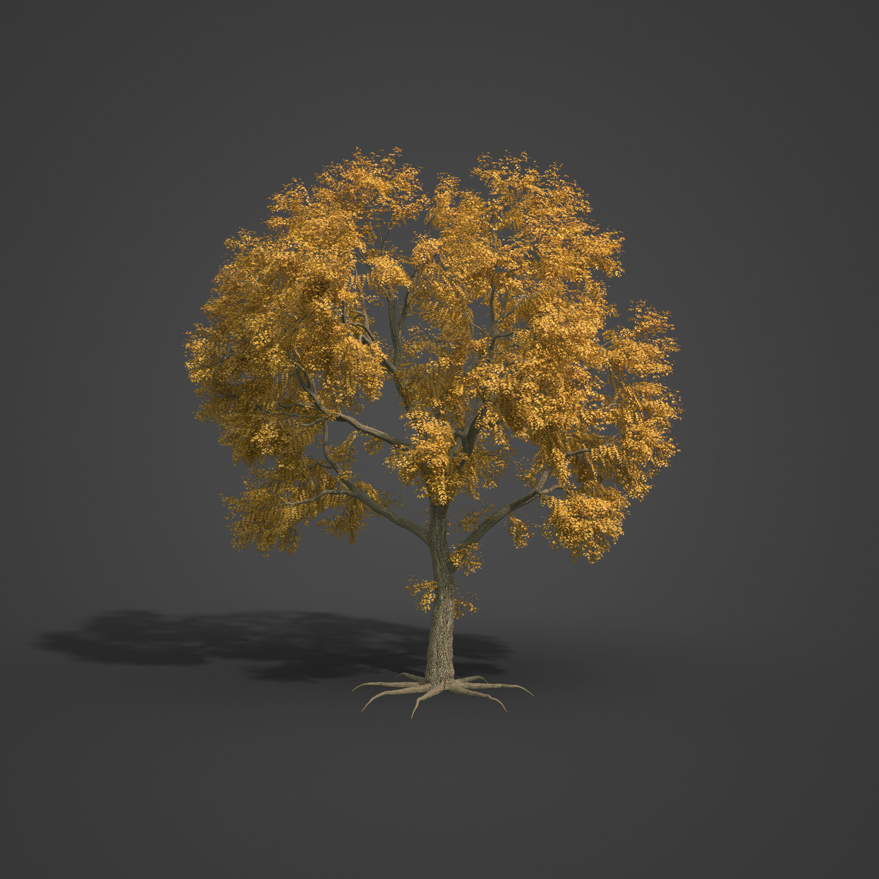 2021 PBR Common Ash Collection - Fraxinus Excelsior  3D model_7