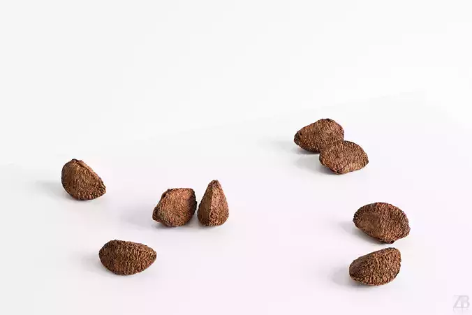 Brazil Nut 3D model
