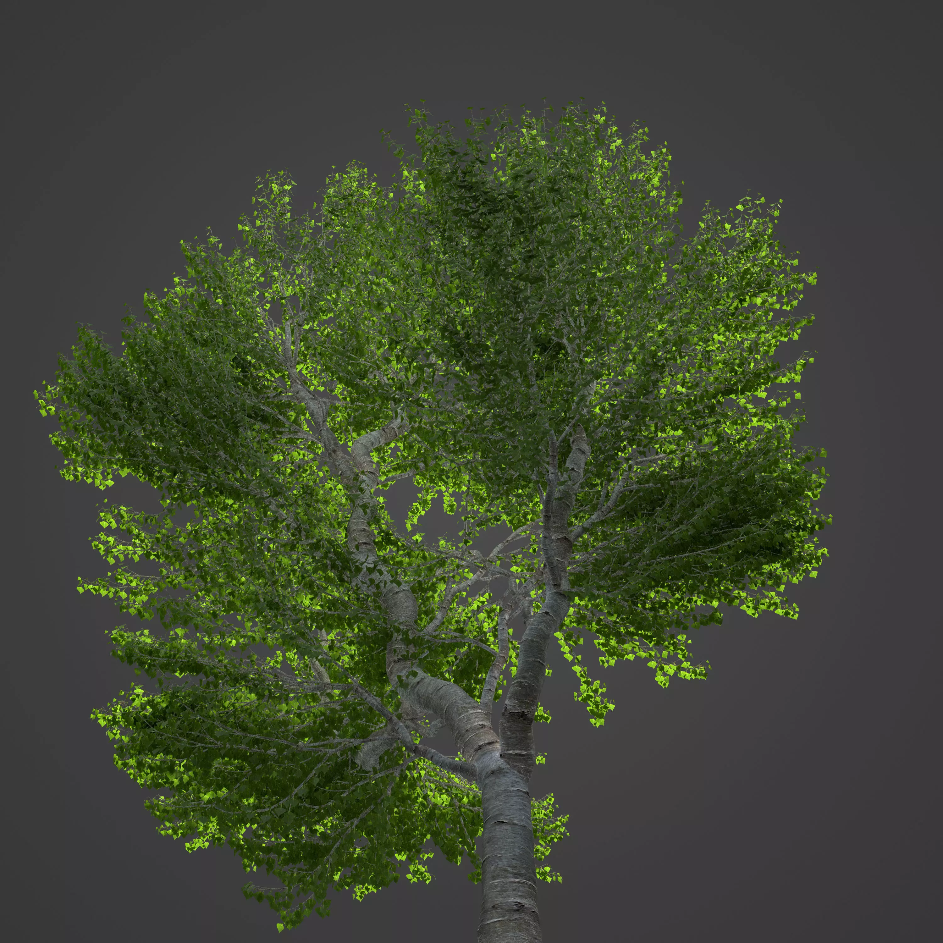 2021 PBR Black Poplar Collection - Populus Nigra 3D model_0