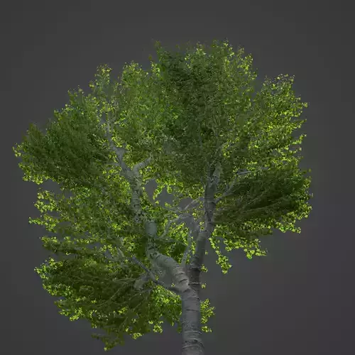 2021 PBR Black Poplar Collection - Populus Nigra 3D model