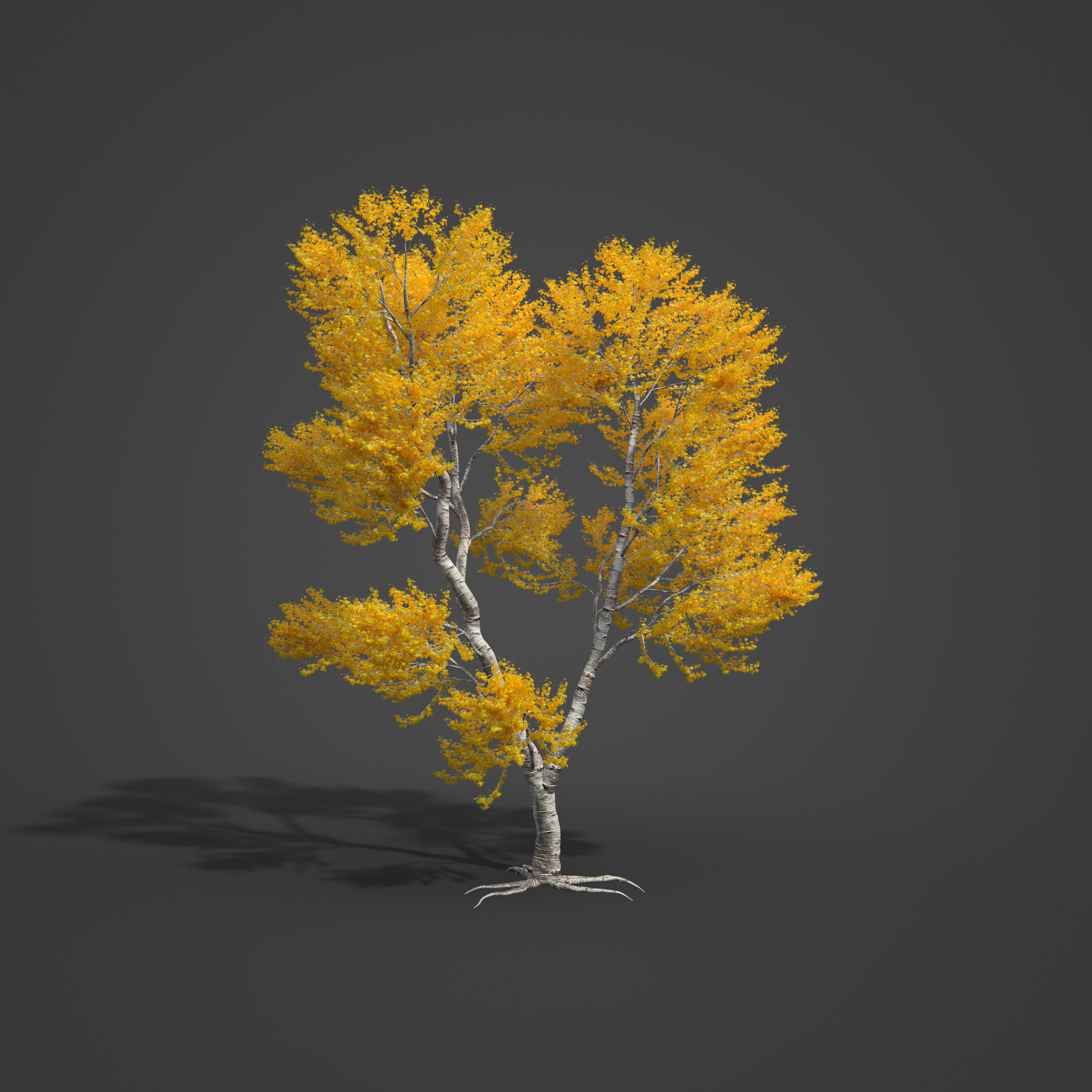 2021 PBR Black Poplar Collection - Populus Nigra 3D model_7