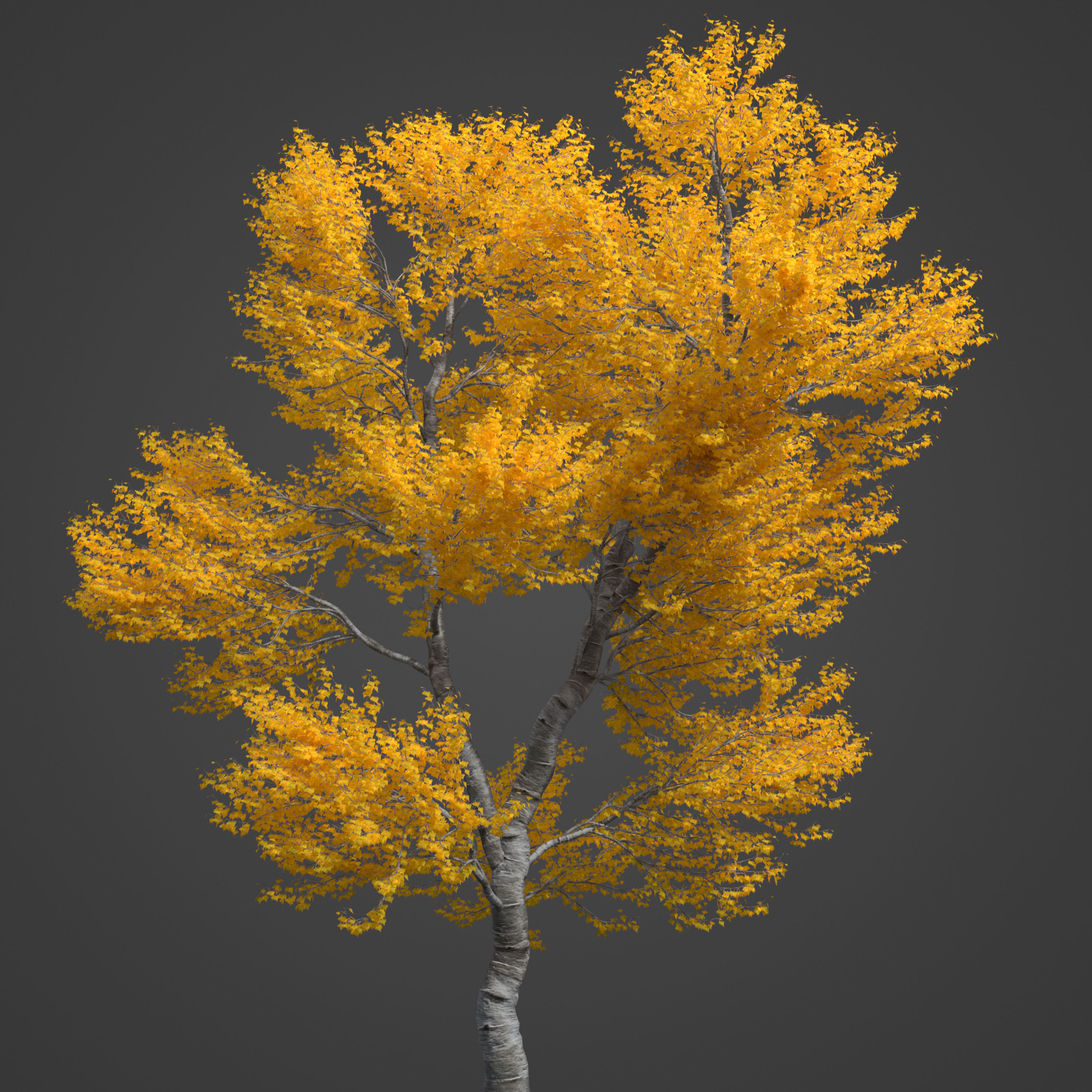 2021 PBR Black Poplar Collection - Populus Nigra 3D model_8