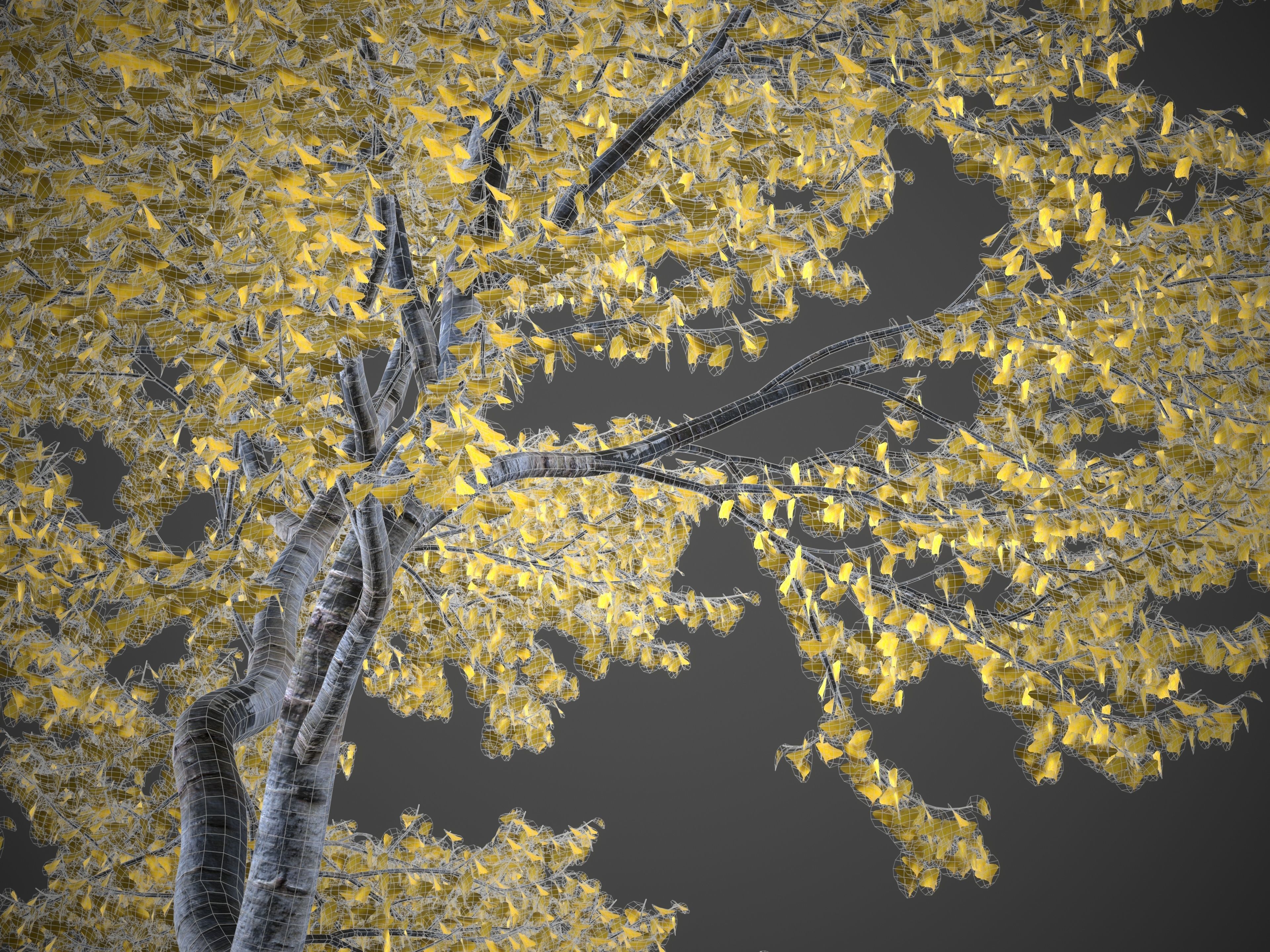 2021 PBR Black Poplar Collection - Populus Nigra 3D model_10