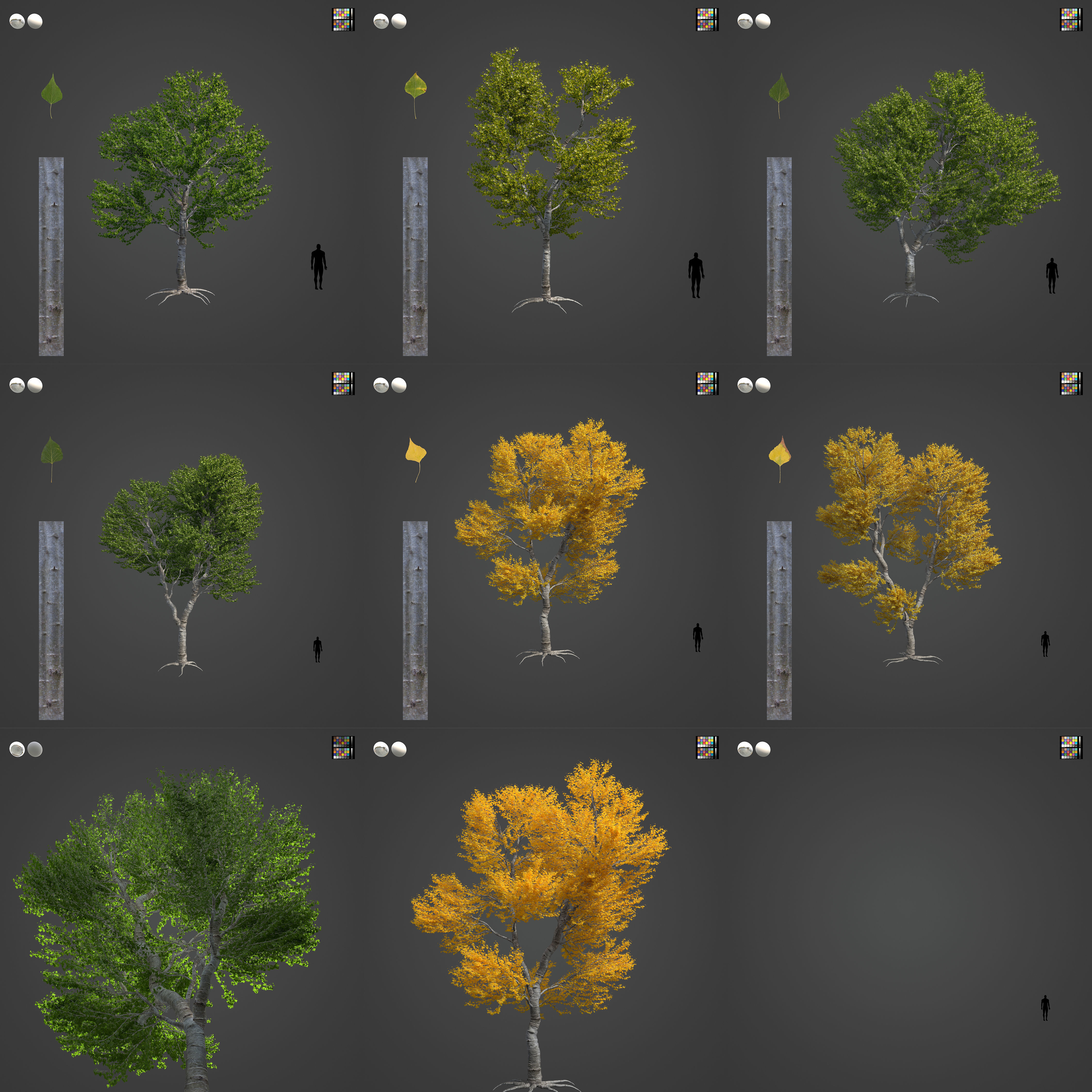 2021 PBR Black Poplar Collection - Populus Nigra 3D model_3