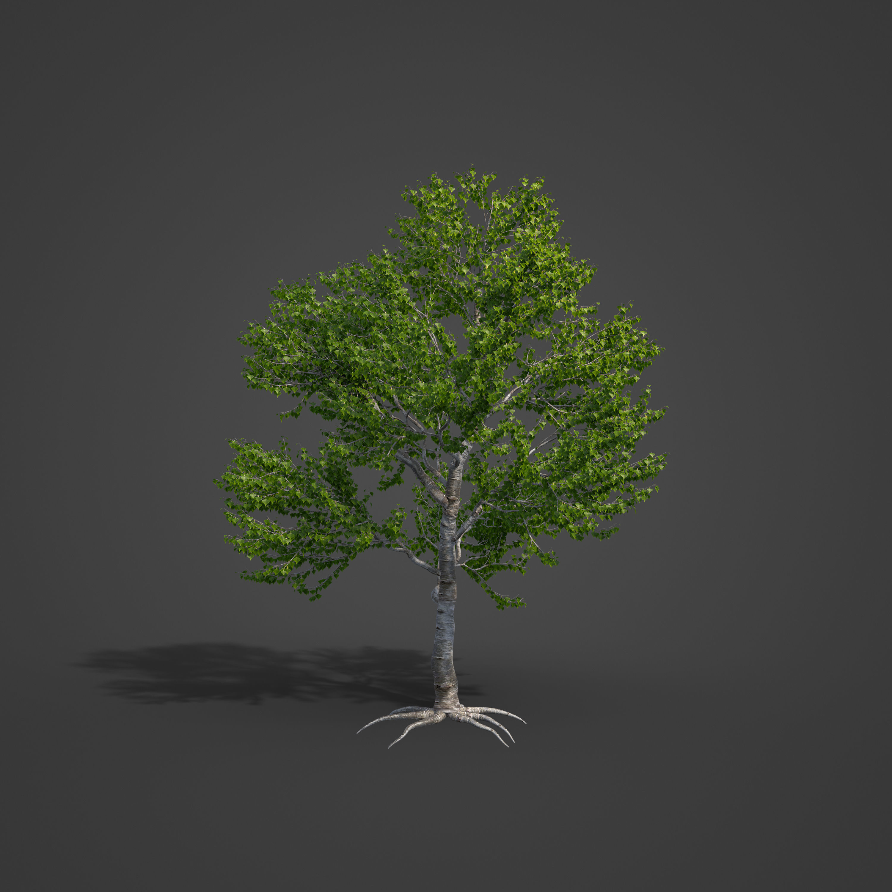 2021 PBR Black Poplar Collection - Populus Nigra 3D model_4