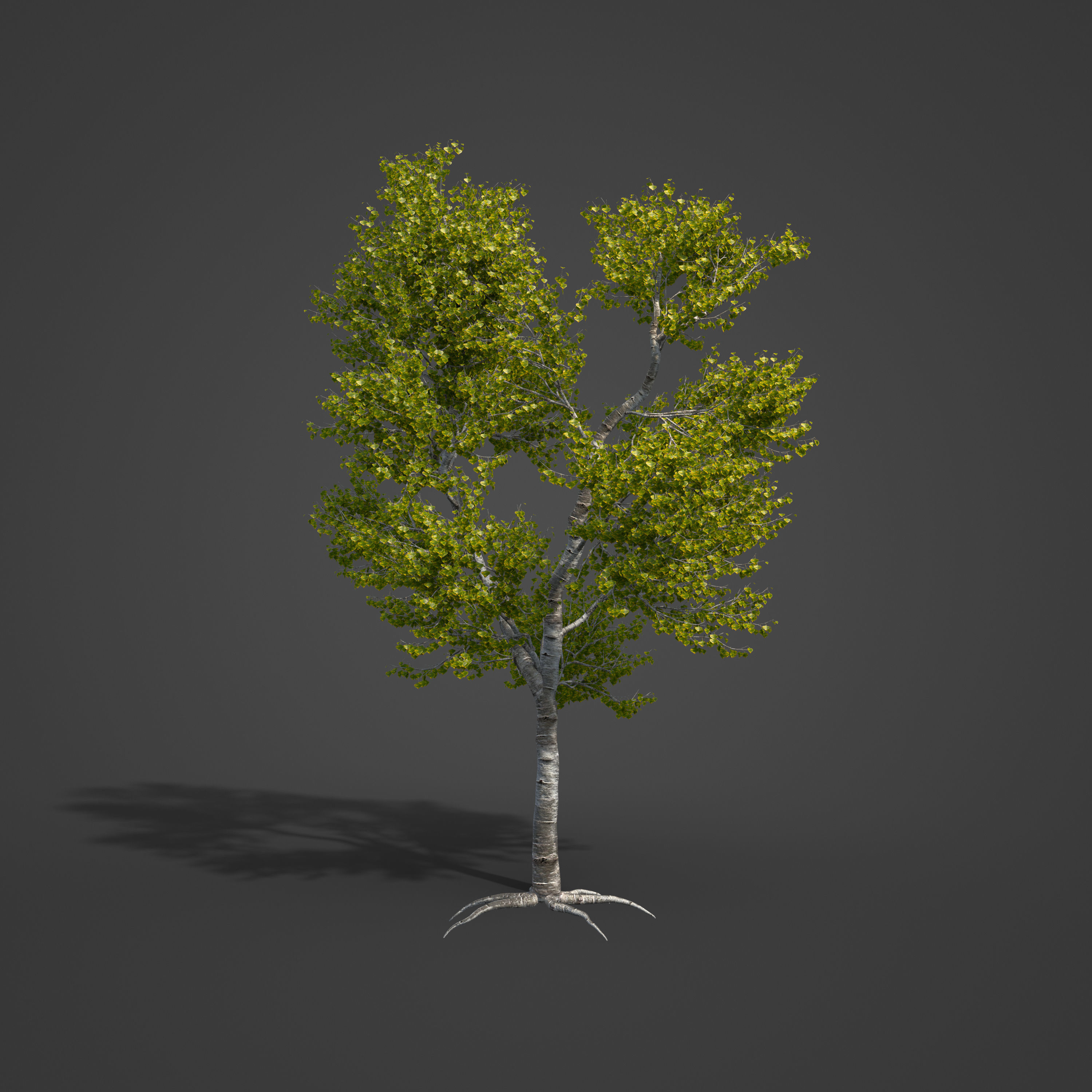 2021 PBR Black Poplar Collection - Populus Nigra 3D model_5