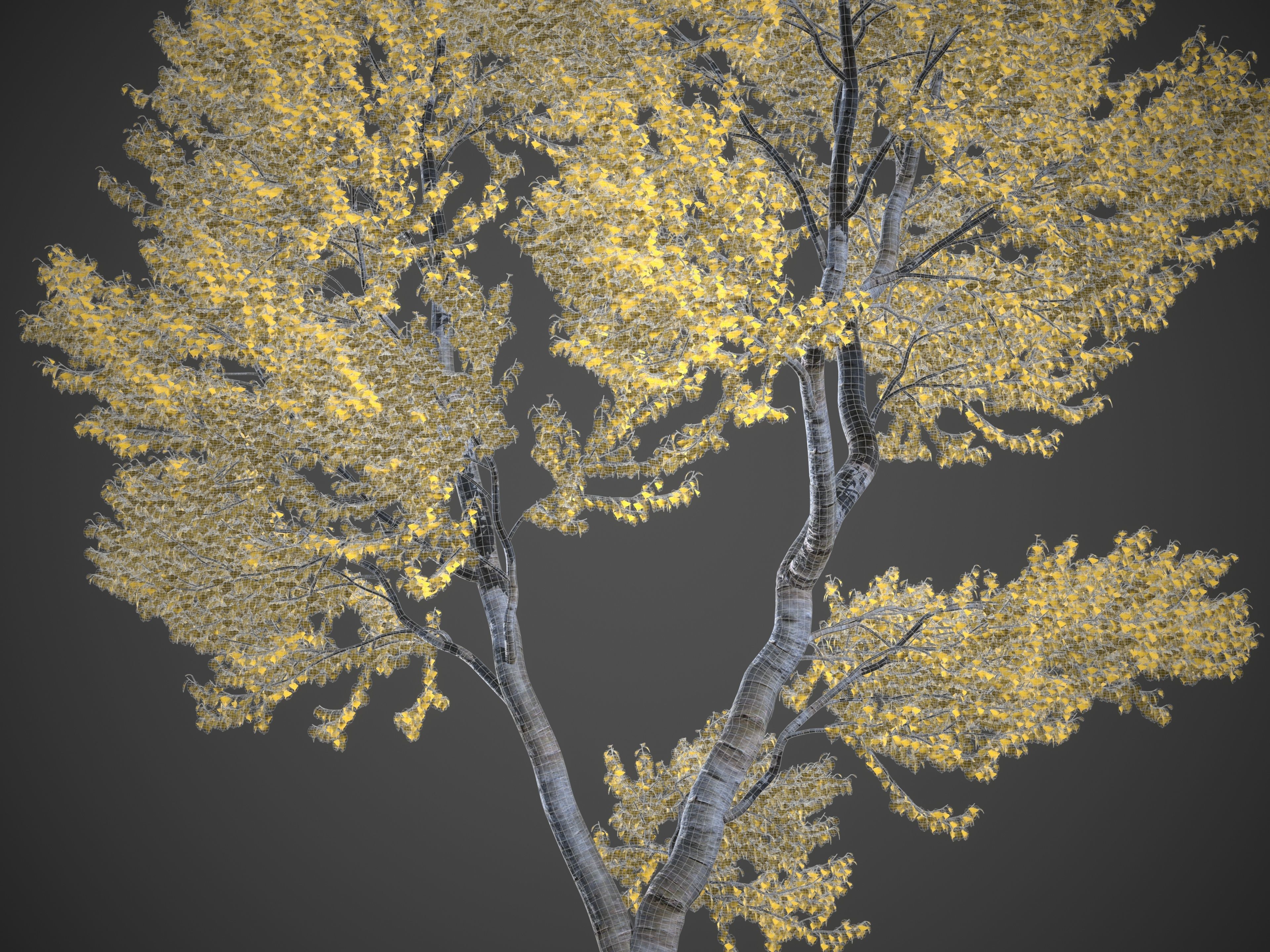 2021 PBR Black Poplar Collection - Populus Nigra 3D model_9