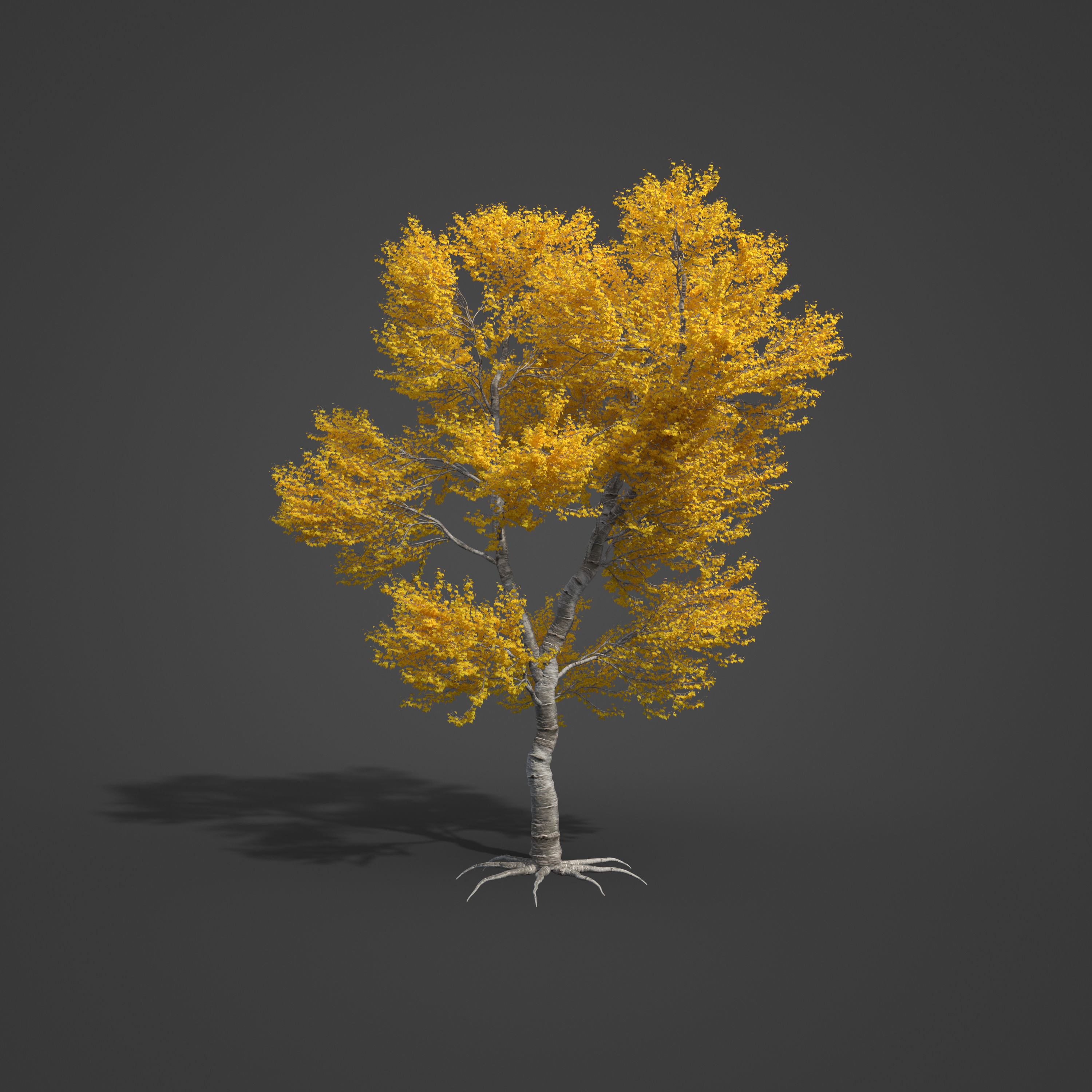 2021 PBR Black Poplar Collection - Populus Nigra 3D model_6