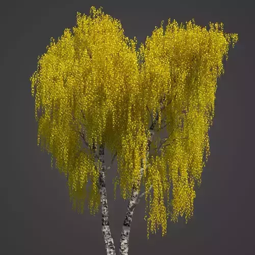 2021 PBR Silver Birch Collection - Betula Pendula 