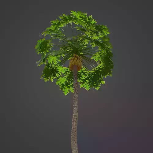 2021 PBR Papaya Collection - Carica Papaya