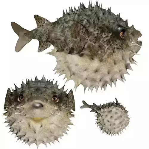 Puffer Fish