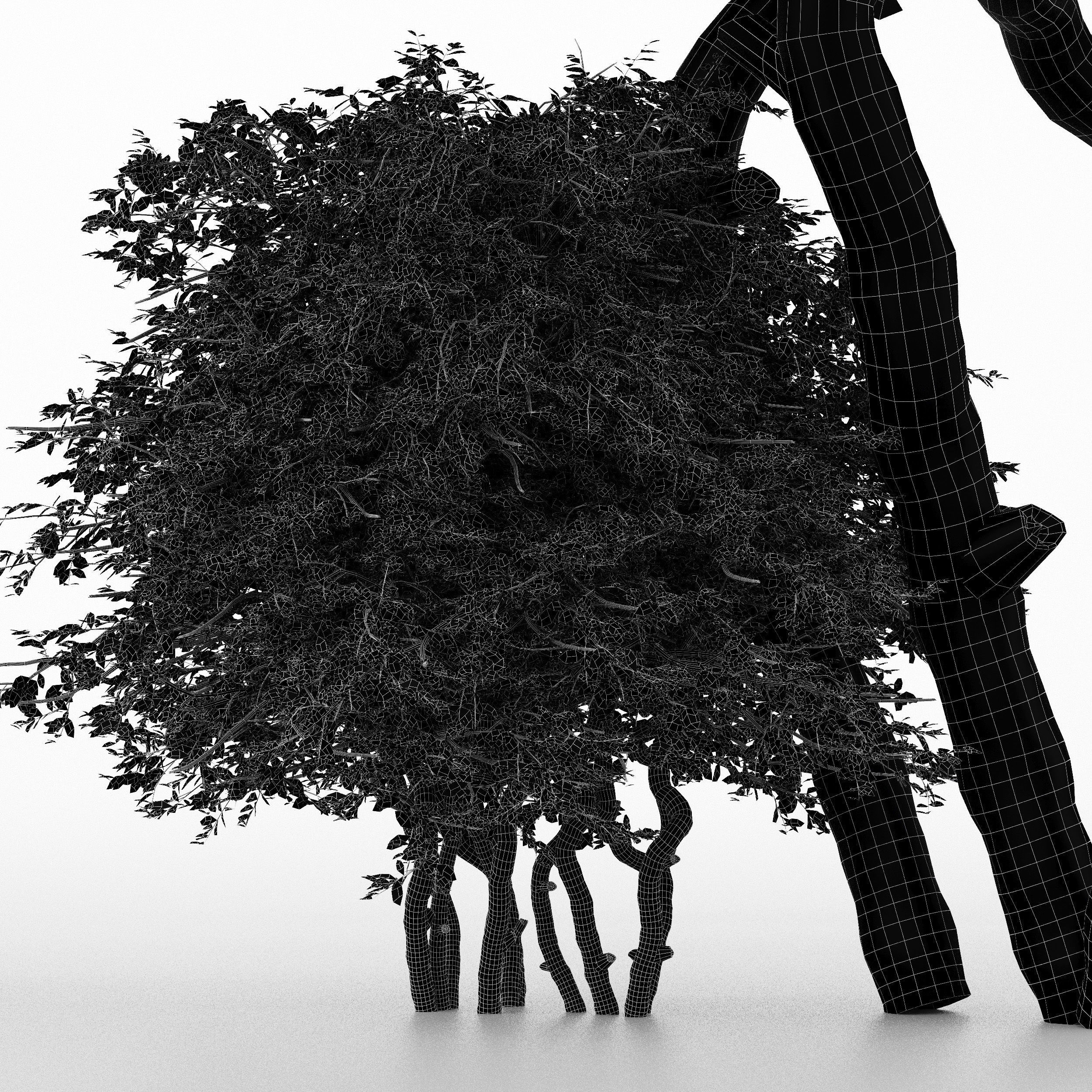 5diffrent tree  Lemon Fruit 5 trees Models in the scene 3D model_2