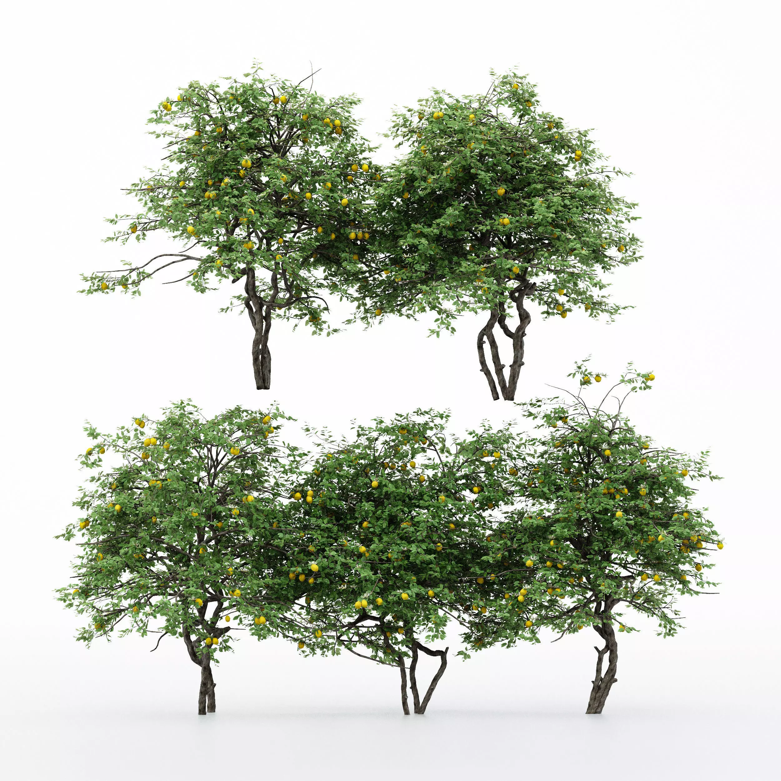 5diffrent tree  Lemon Fruit 5 trees Models in the scene 3D model_0