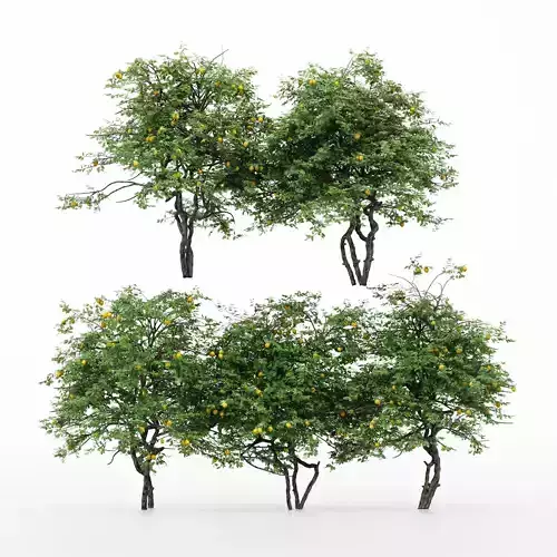 5diffrent tree  Lemon Fruit 5 trees Models in the scene