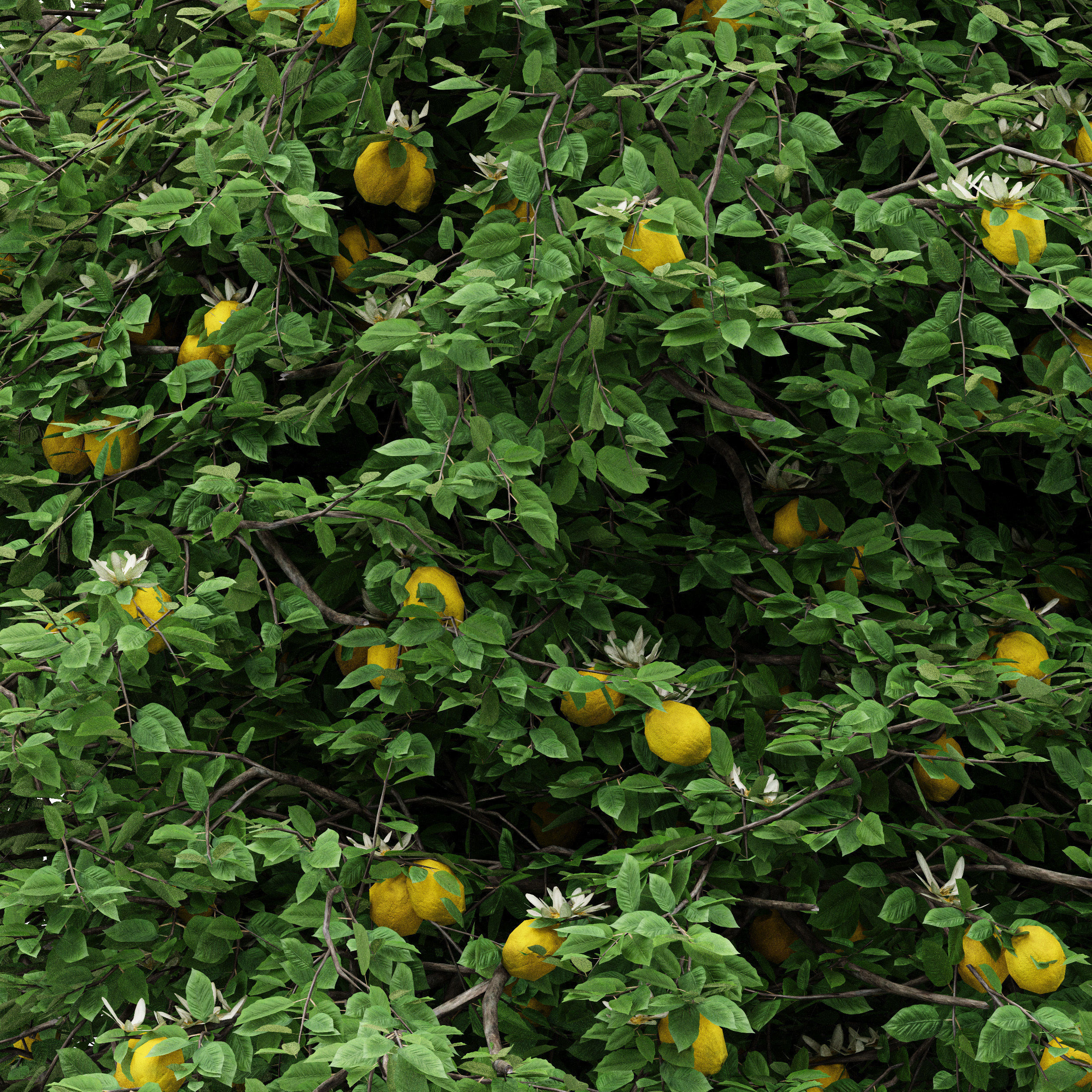 5diffrent tree  Lemon Fruit 5 trees Models in the scene 3D model_1