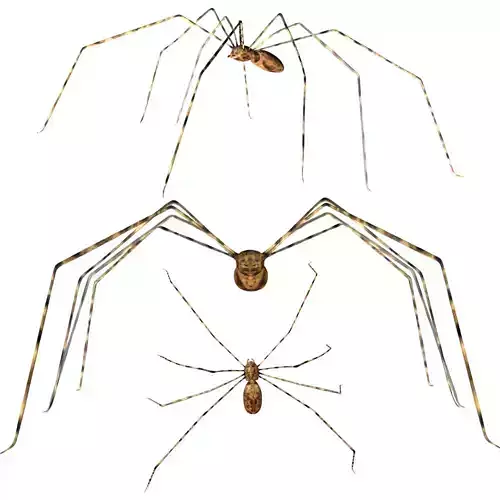 Daddy Longlegs Spider Low-poly 3D model