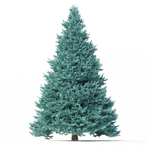 Abies No 1 3D model