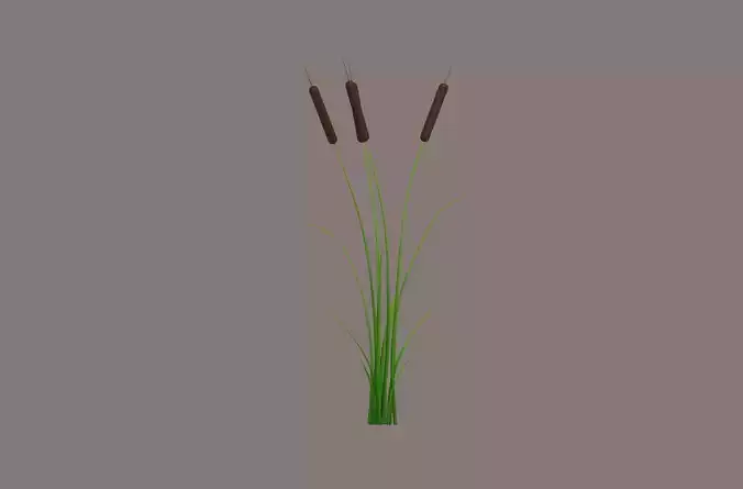 Cattail plant
