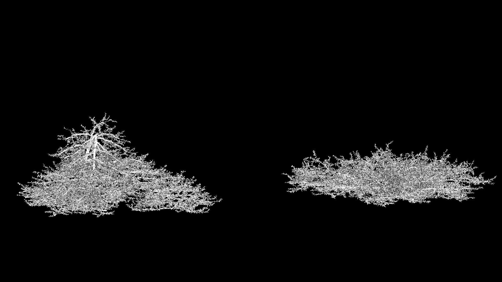 Juniperus conferta Blue Pacific 3D model_7