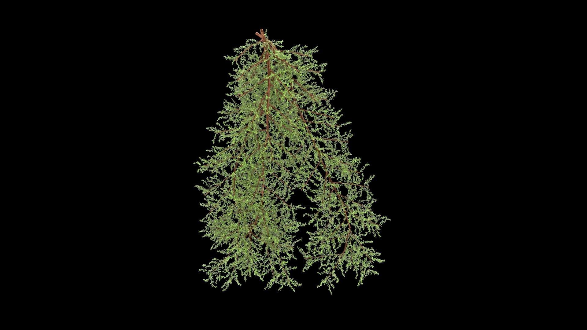 Juniperus conferta Blue Pacific 3D model_4