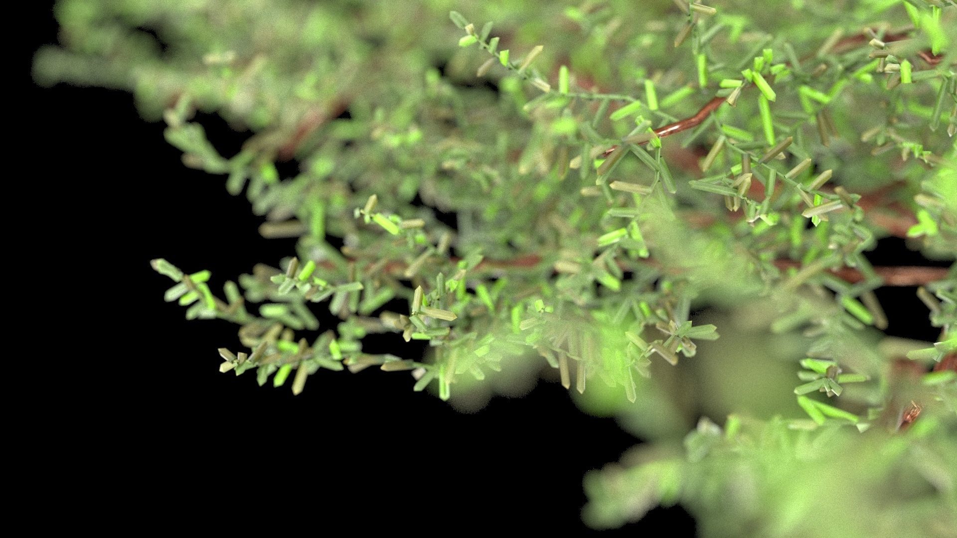 Juniperus conferta Blue Pacific 3D model_6