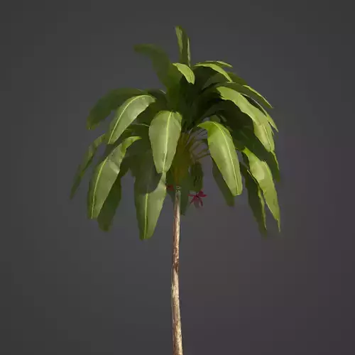 2021 PBR Banana Collection - Musa Paradisiaca  3D model
