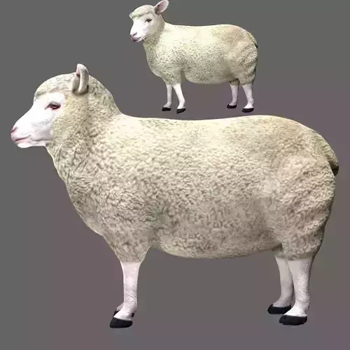 Sheep