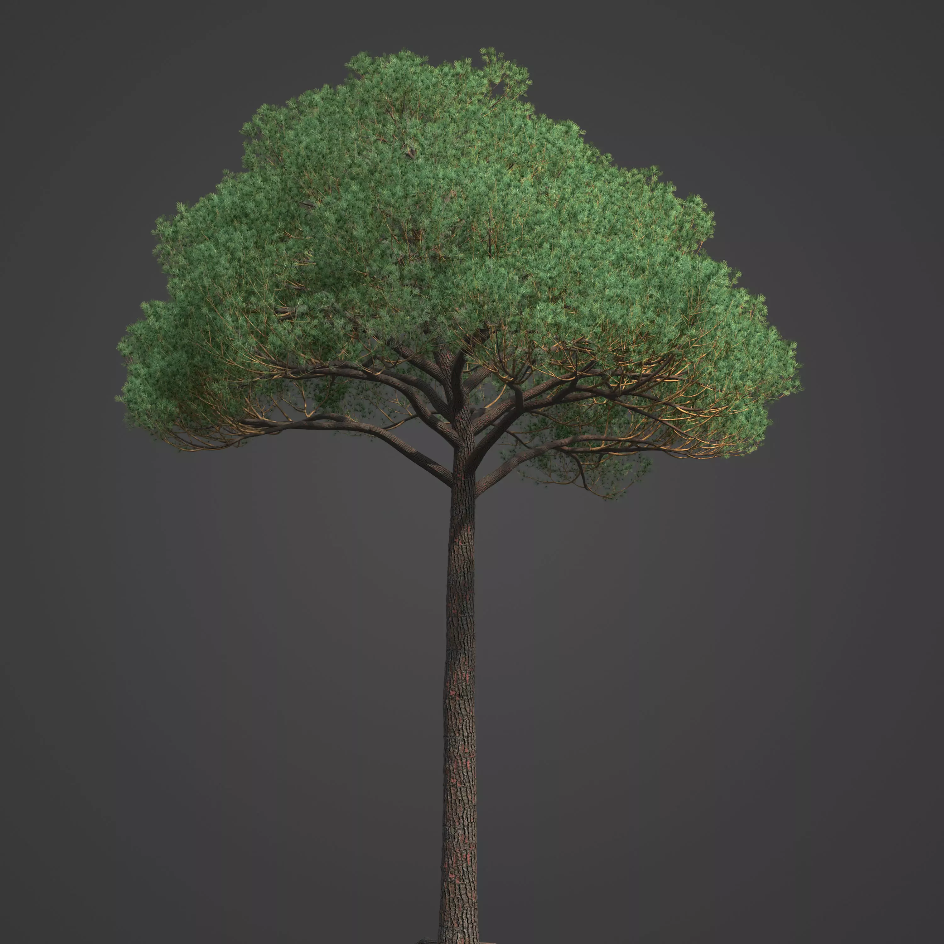 2021 PBR Italian Stone Pine Collection - Pinus Pinea 3D model_0