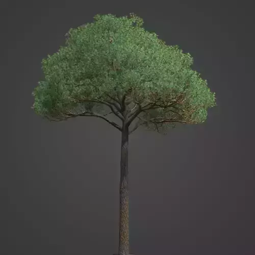 2021 PBR Italian Stone Pine Collection - Pinus Pinea 3D model