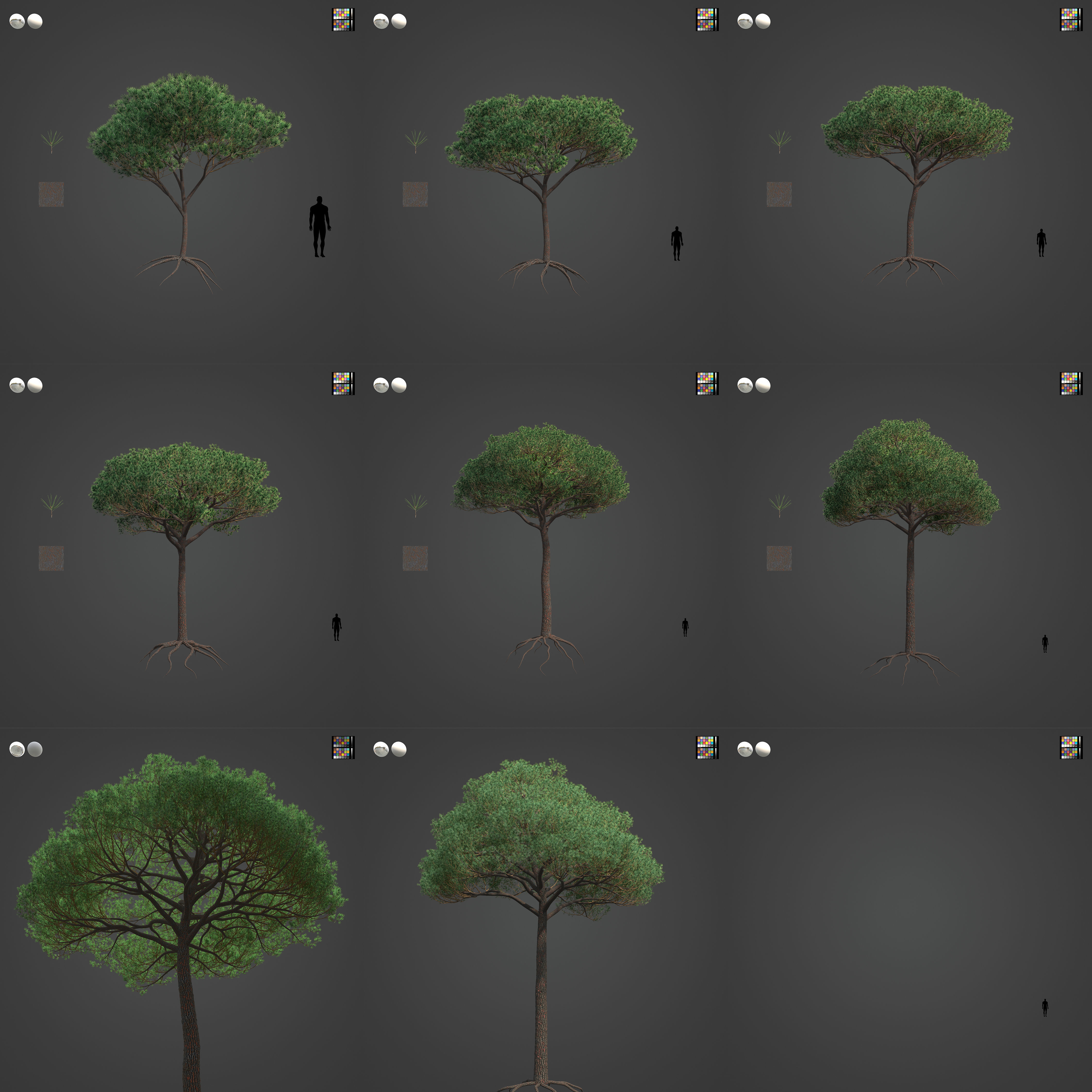2021 PBR Italian Stone Pine Collection - Pinus Pinea 3D model_3