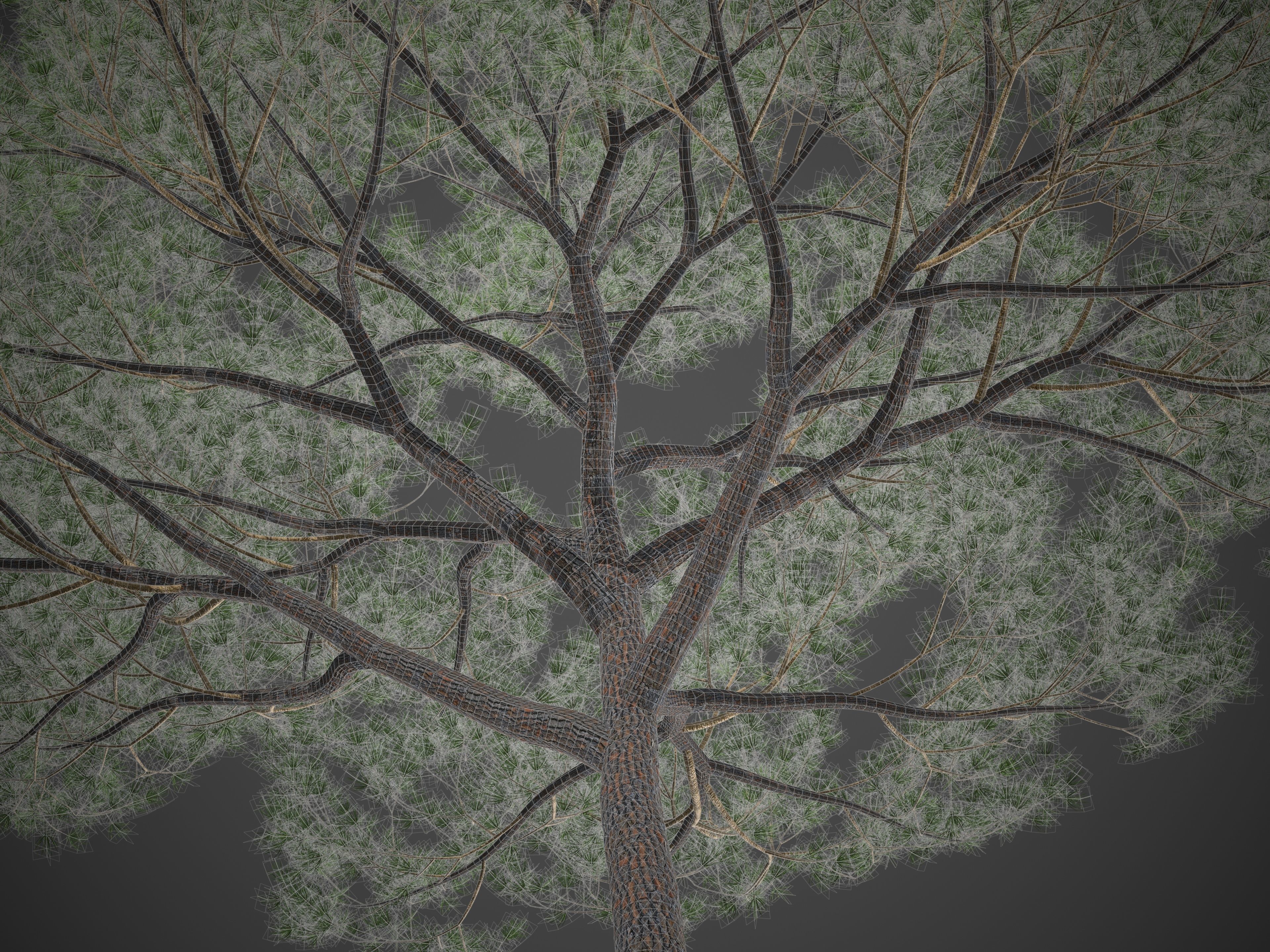 2021 PBR Italian Stone Pine Collection - Pinus Pinea 3D model_4