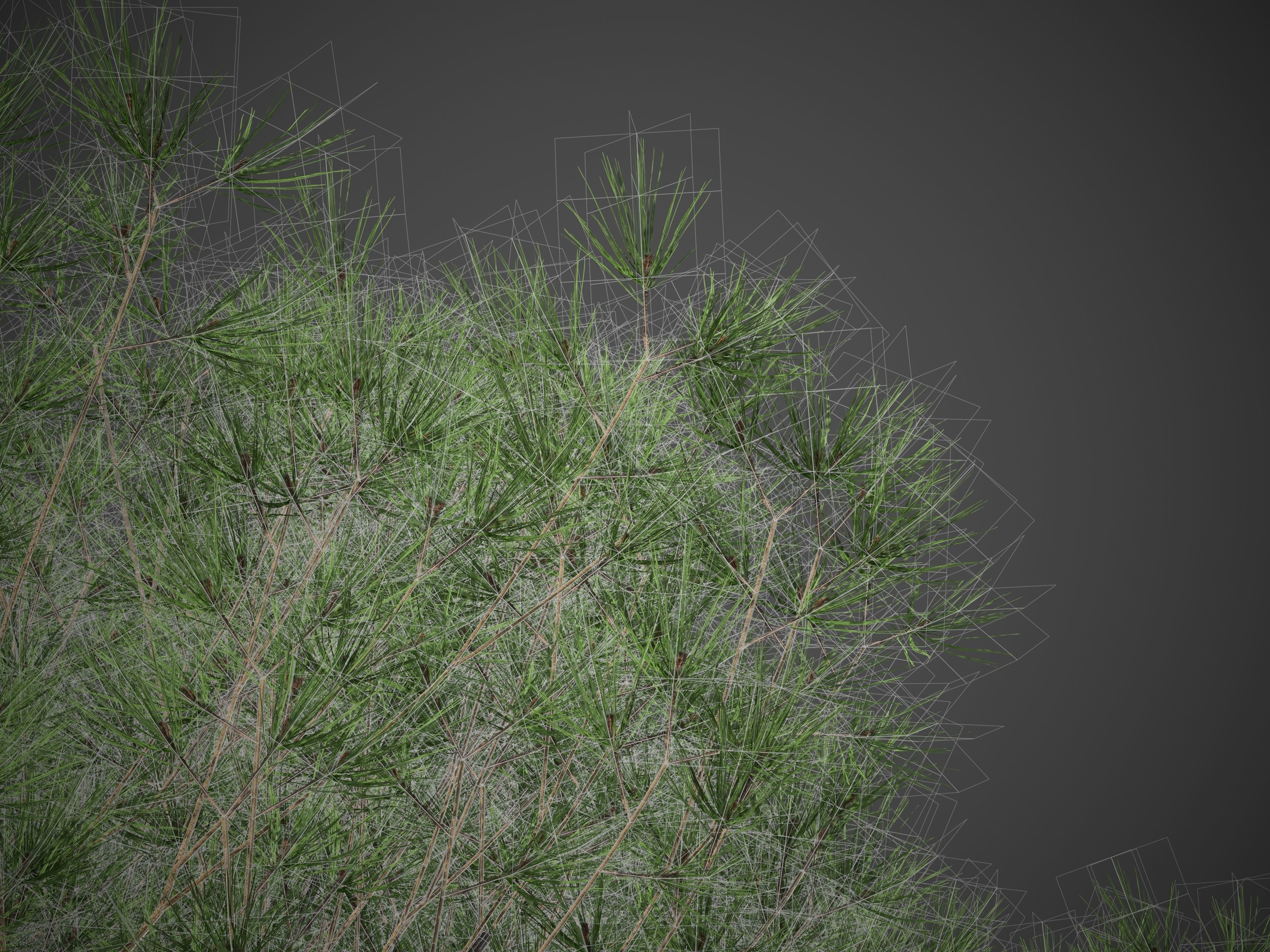 2021 PBR Italian Stone Pine Collection - Pinus Pinea 3D model_5